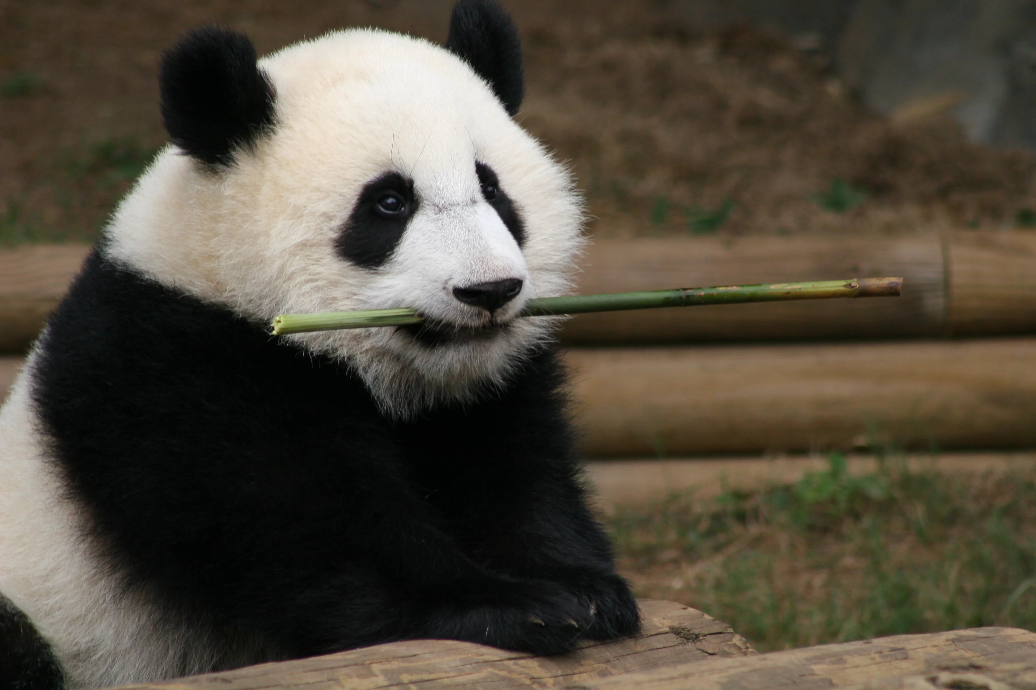 Zoo Atlanta