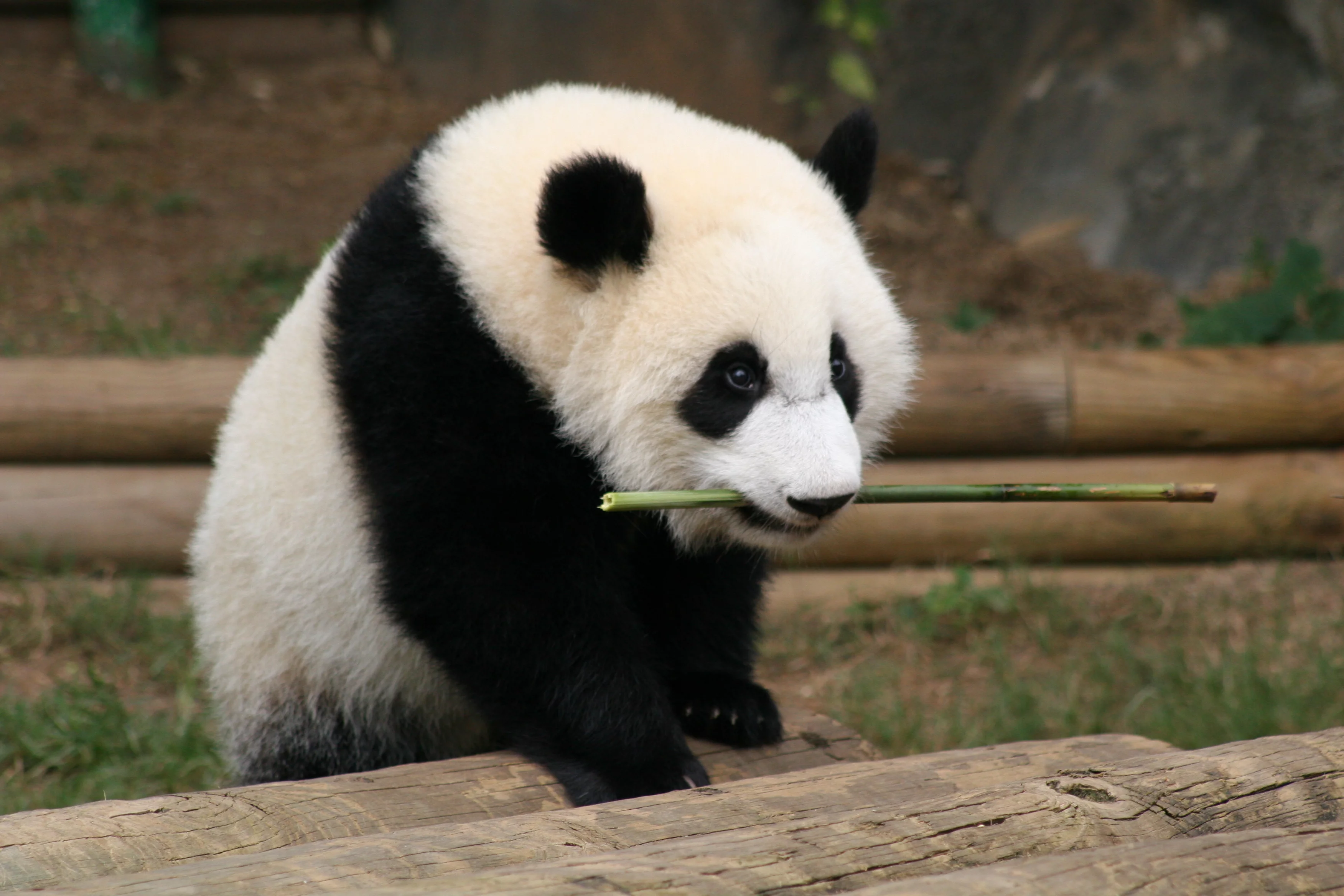 Zoo Atlanta