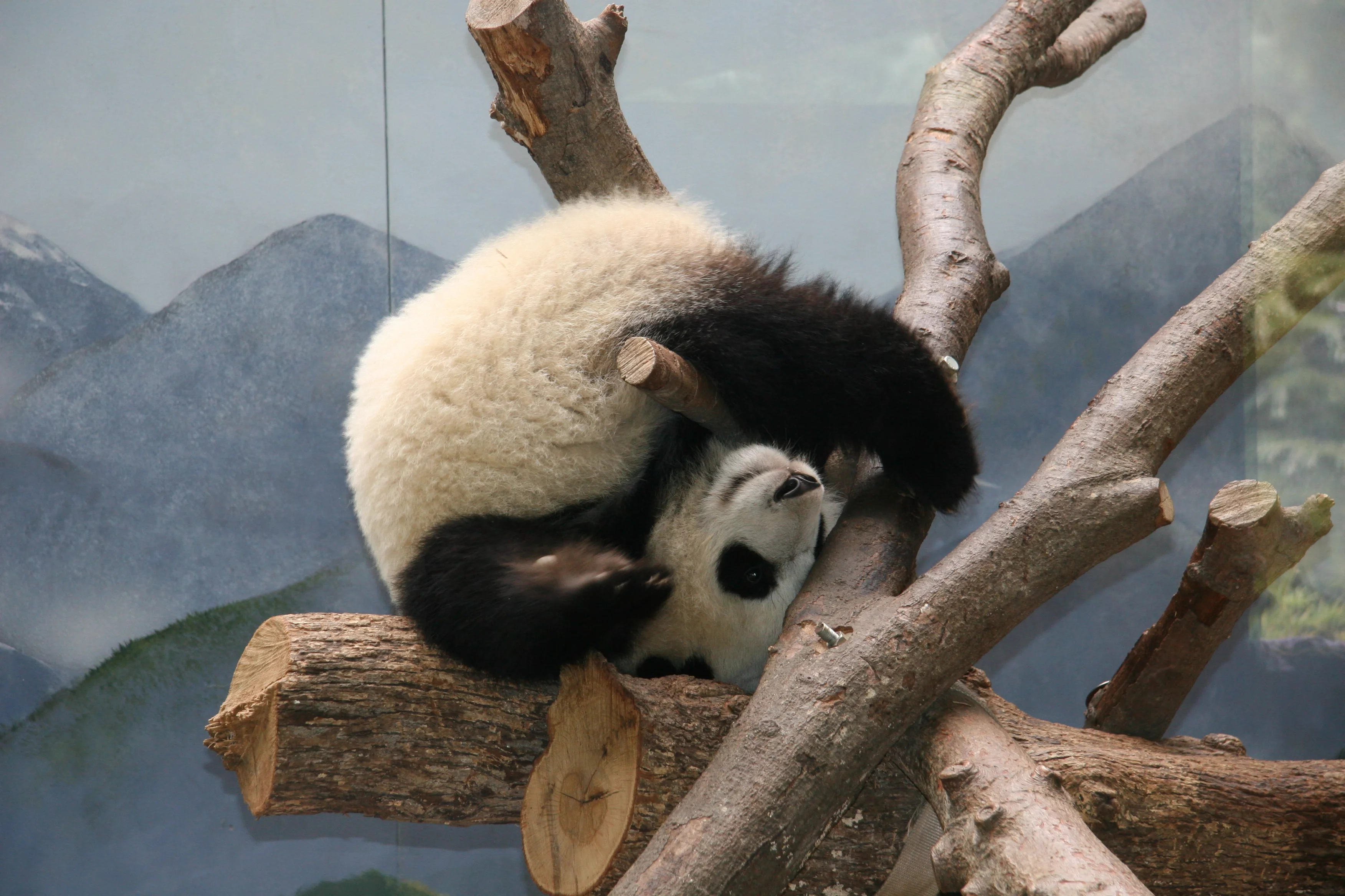 Zoo Atlanta