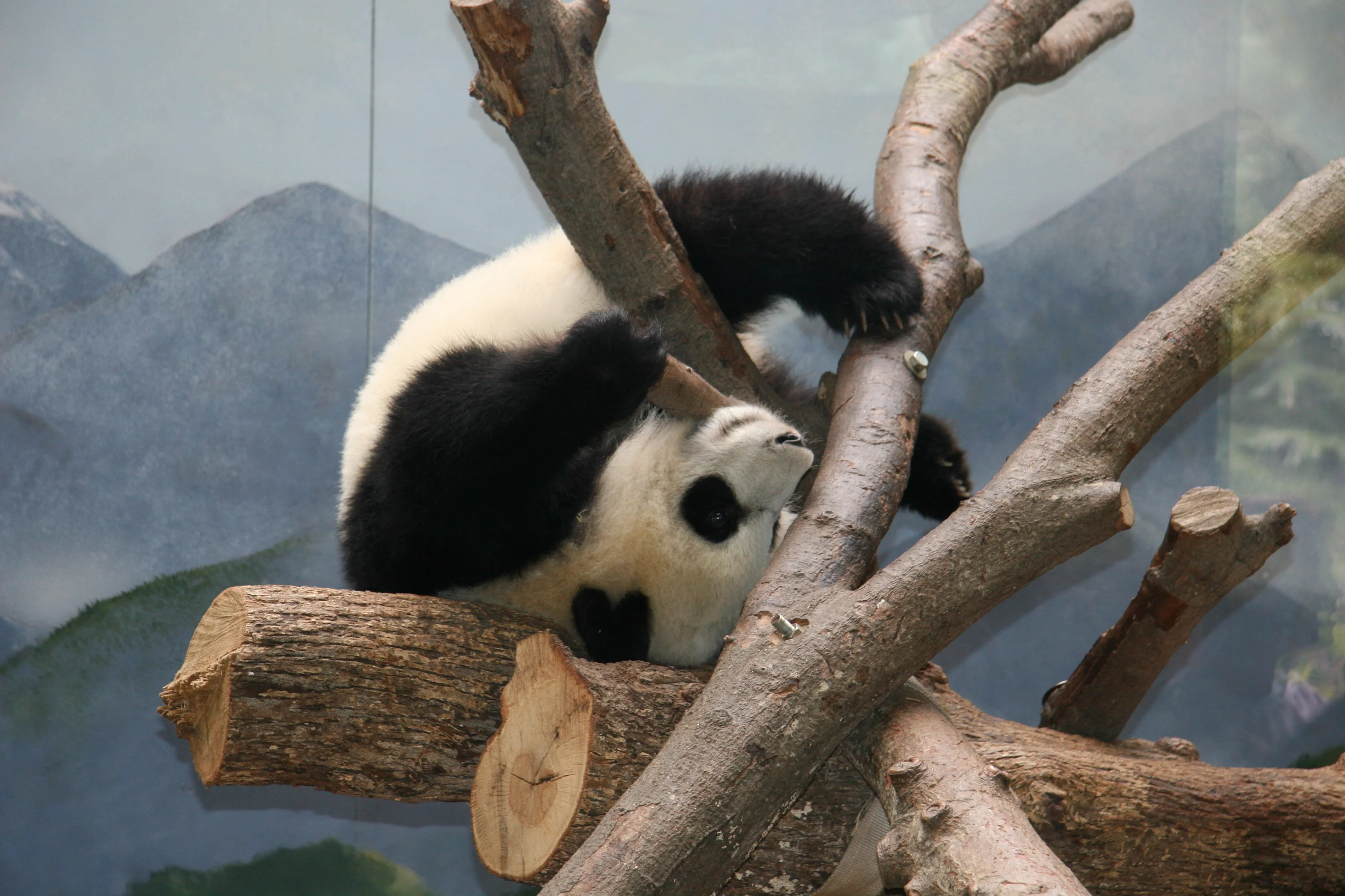 Zoo Atlanta