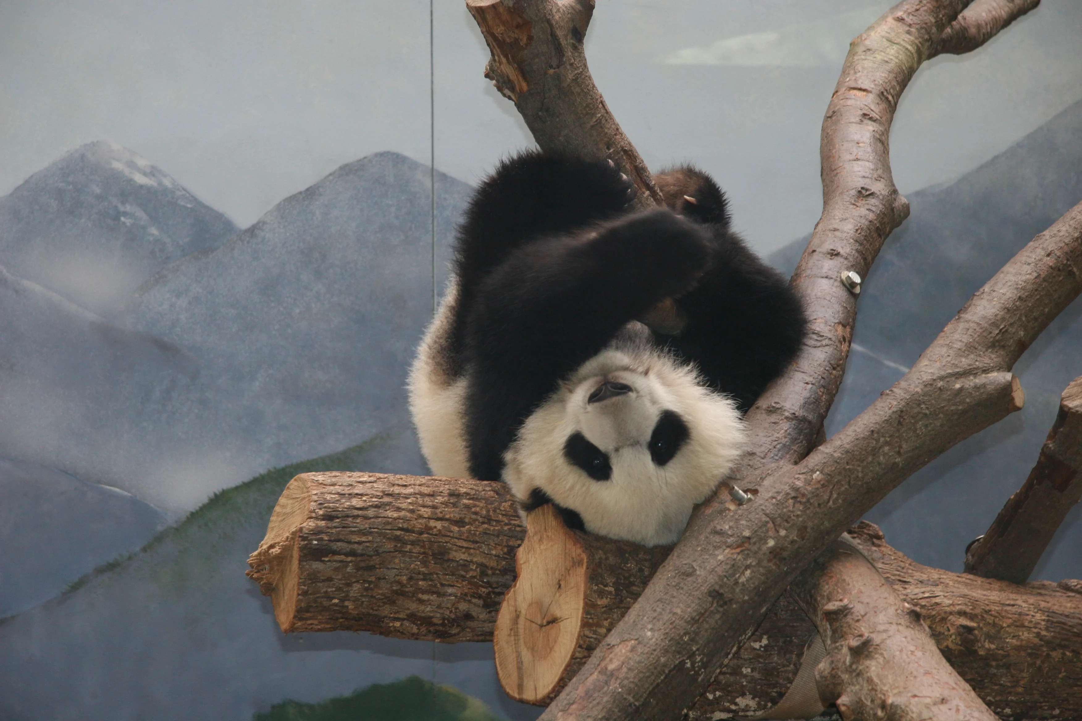Zoo Atlanta