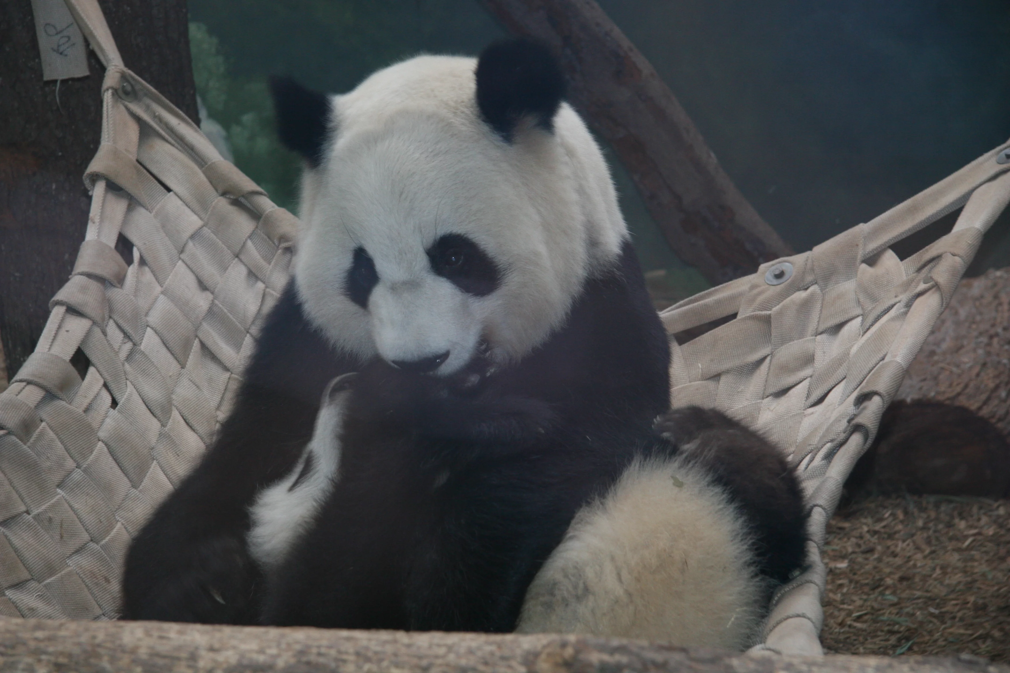 Zoo Atlanta