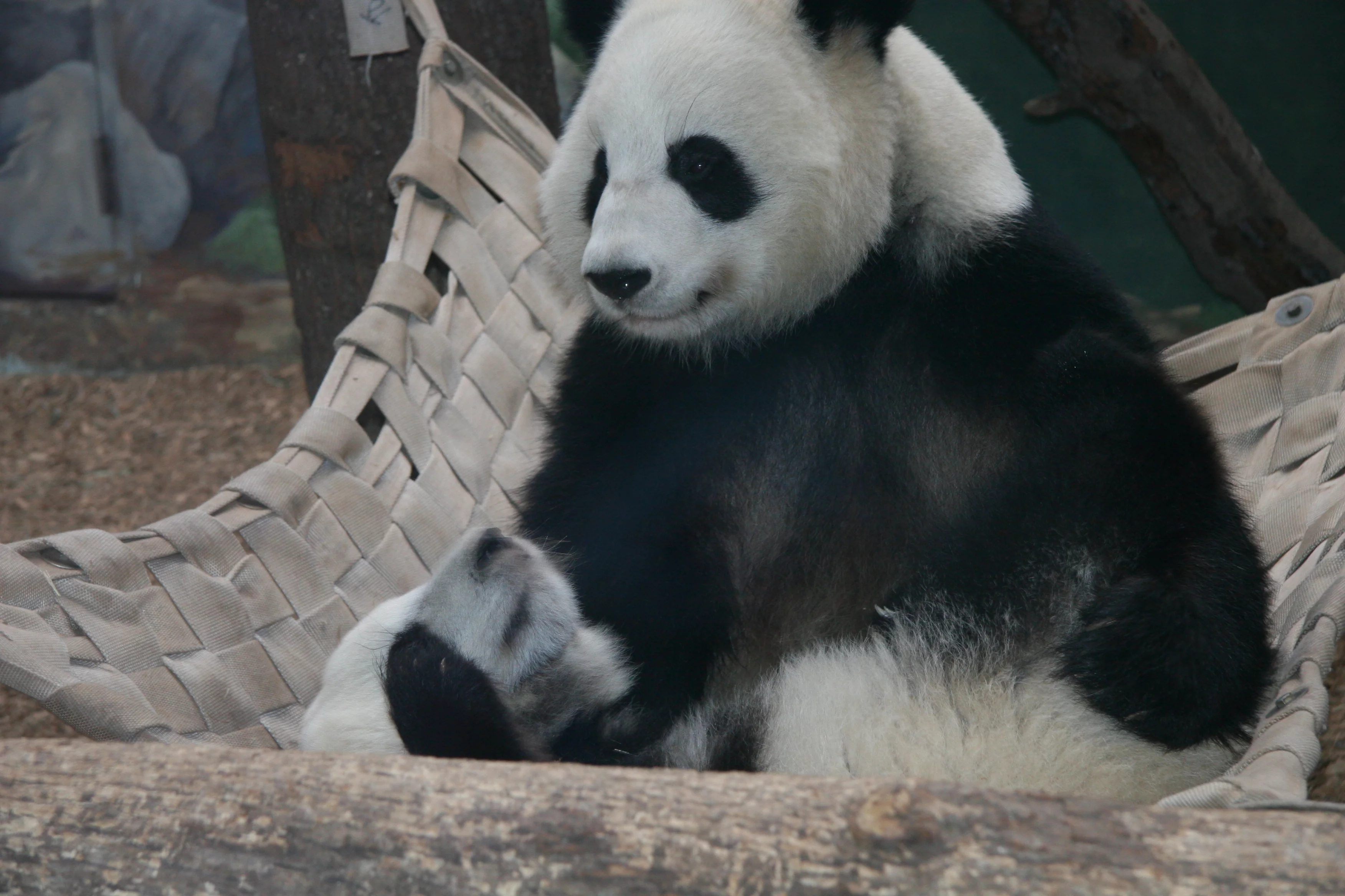 Zoo Atlanta