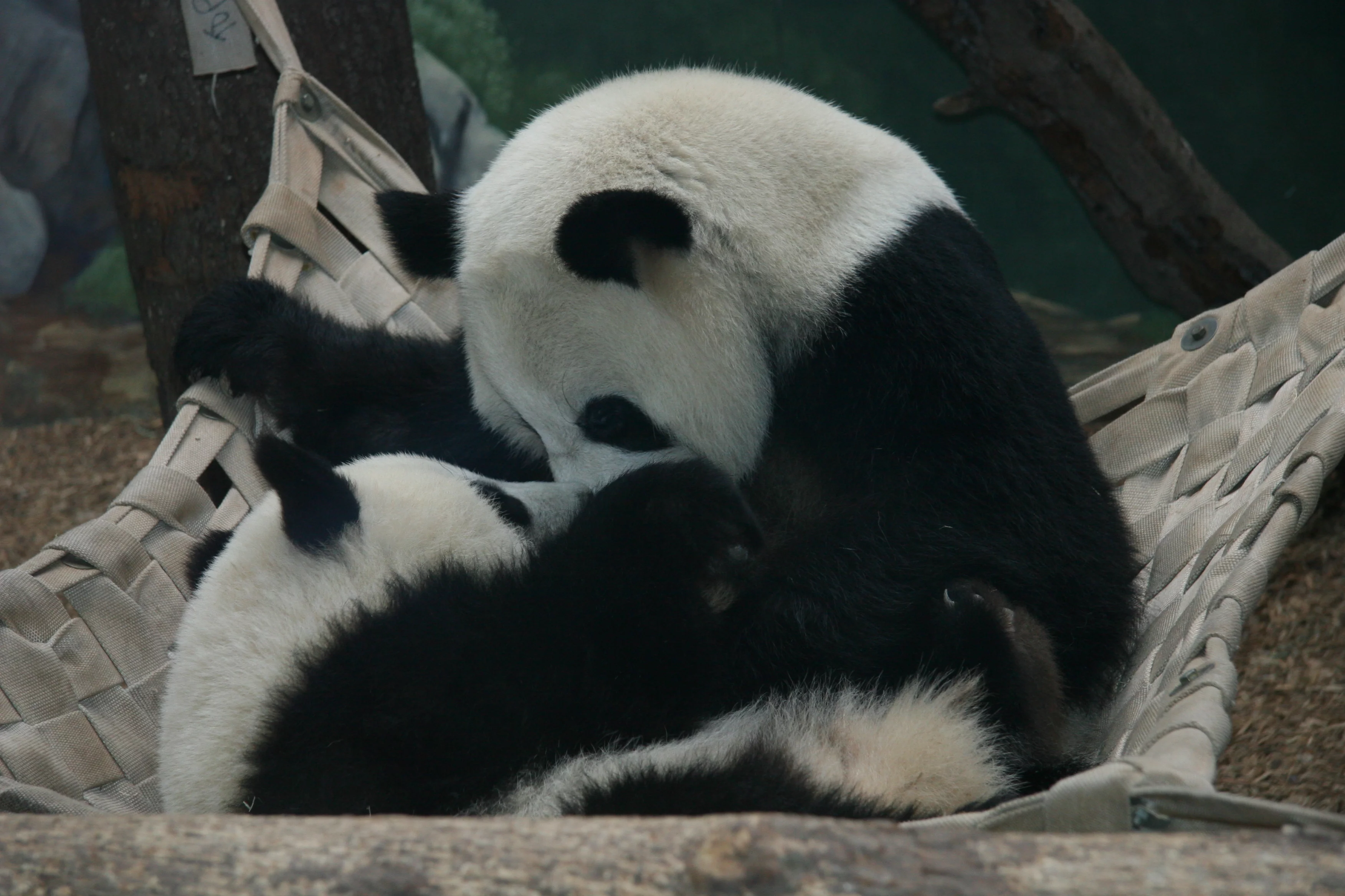 Zoo Atlanta