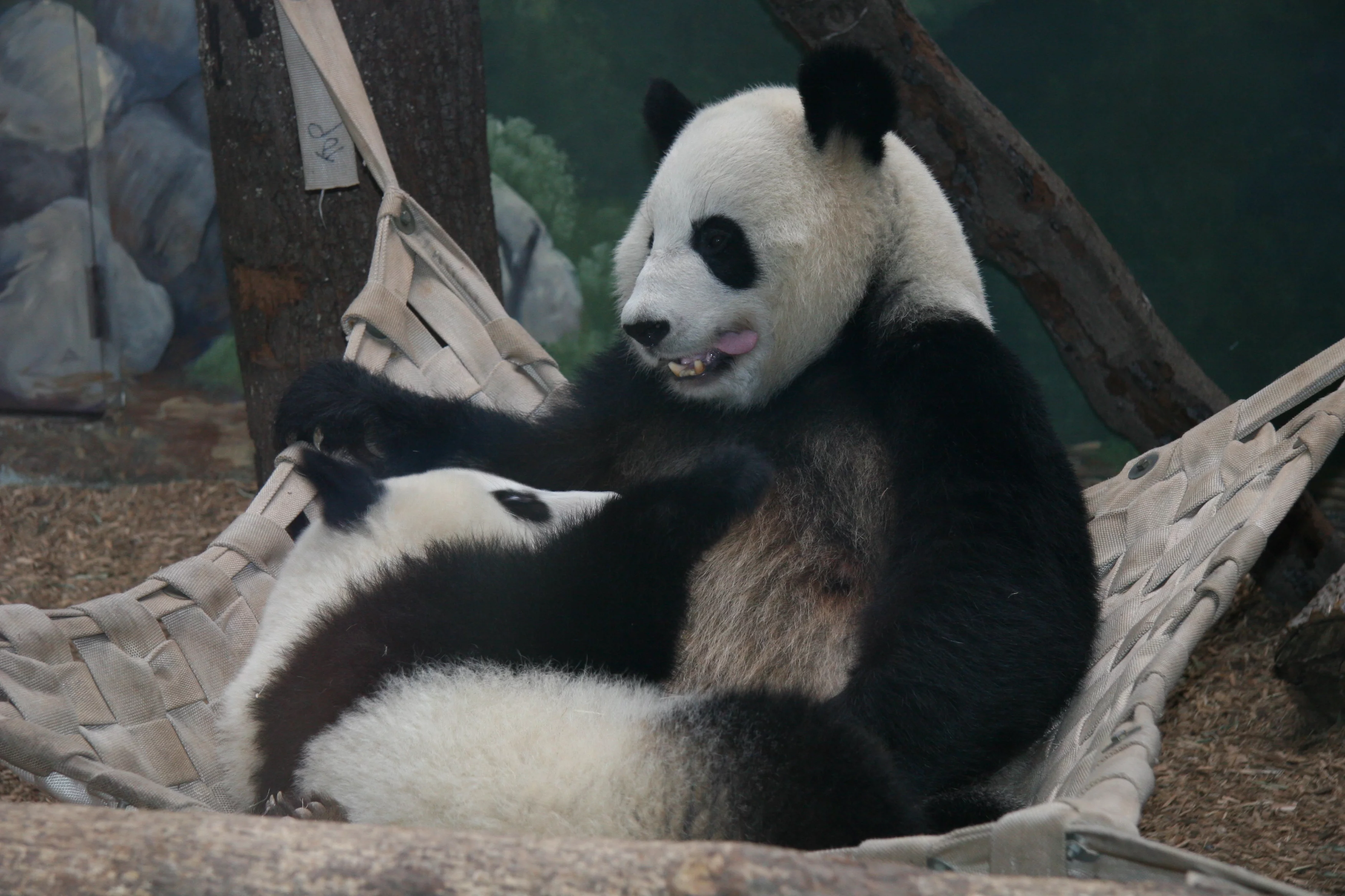 Zoo Atlanta