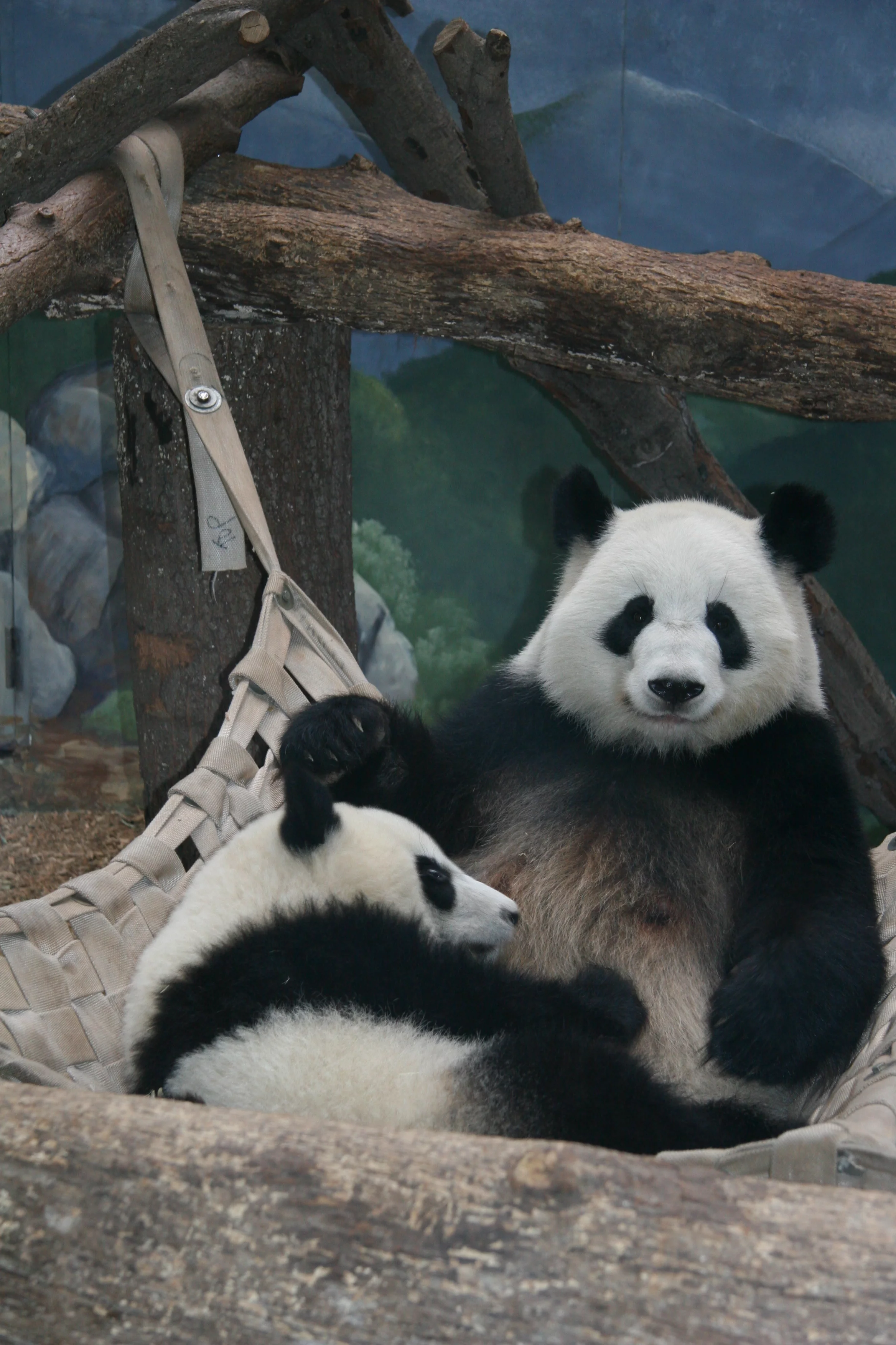 Zoo Atlanta