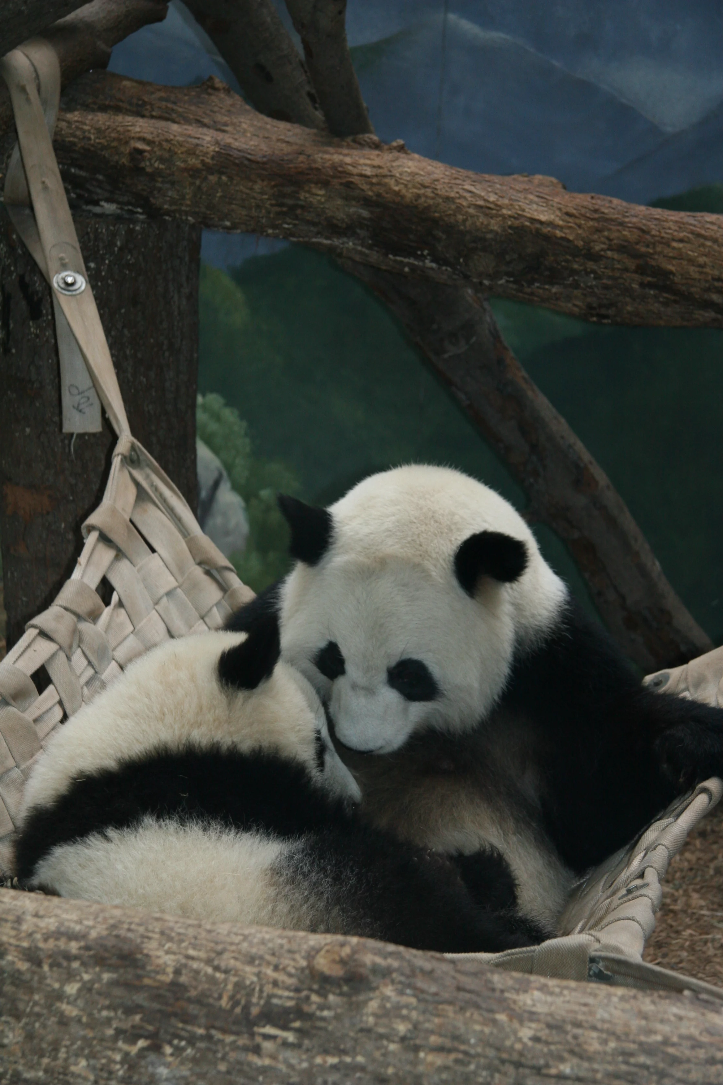 Zoo Atlanta