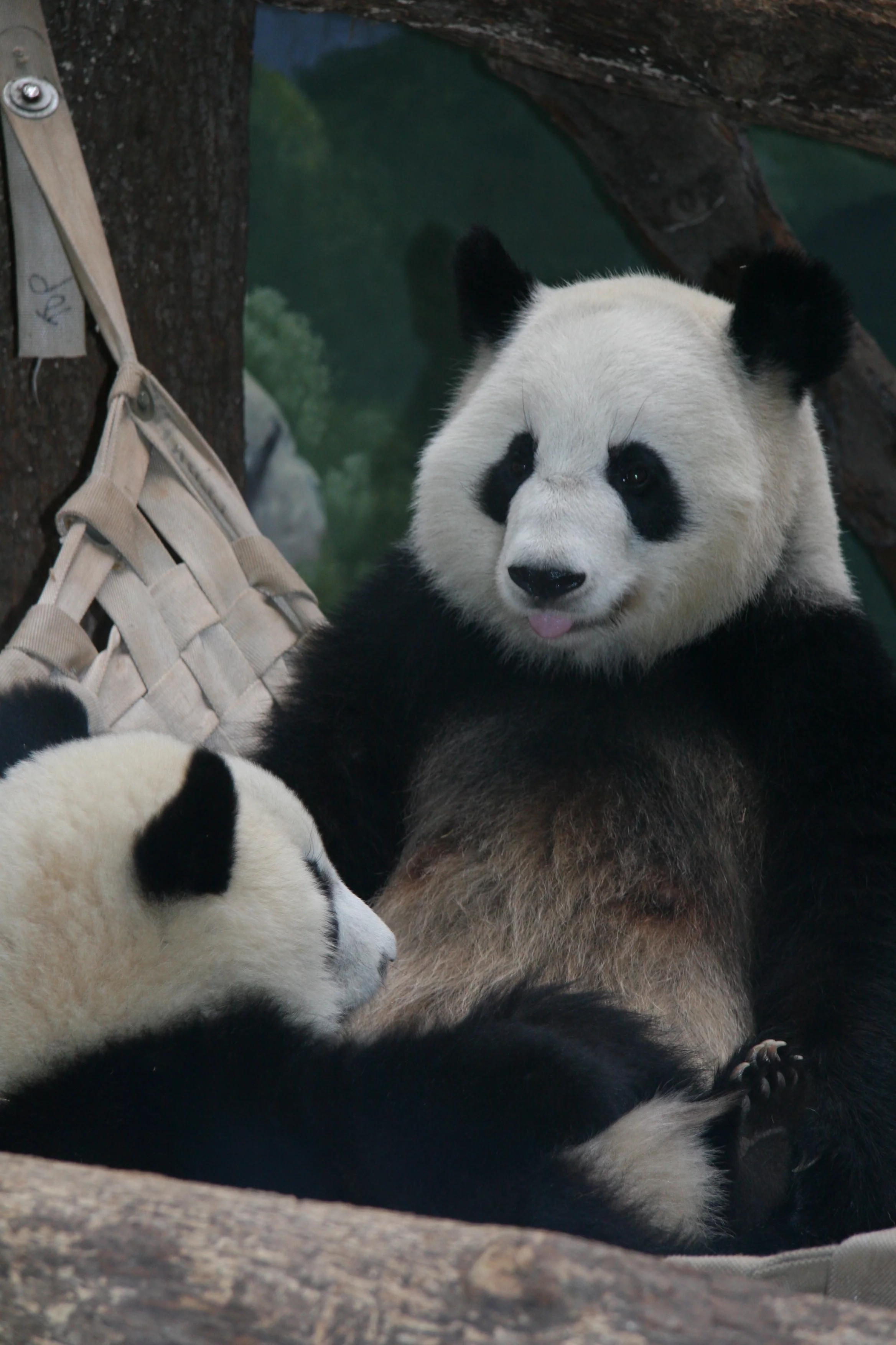 Zoo Atlanta