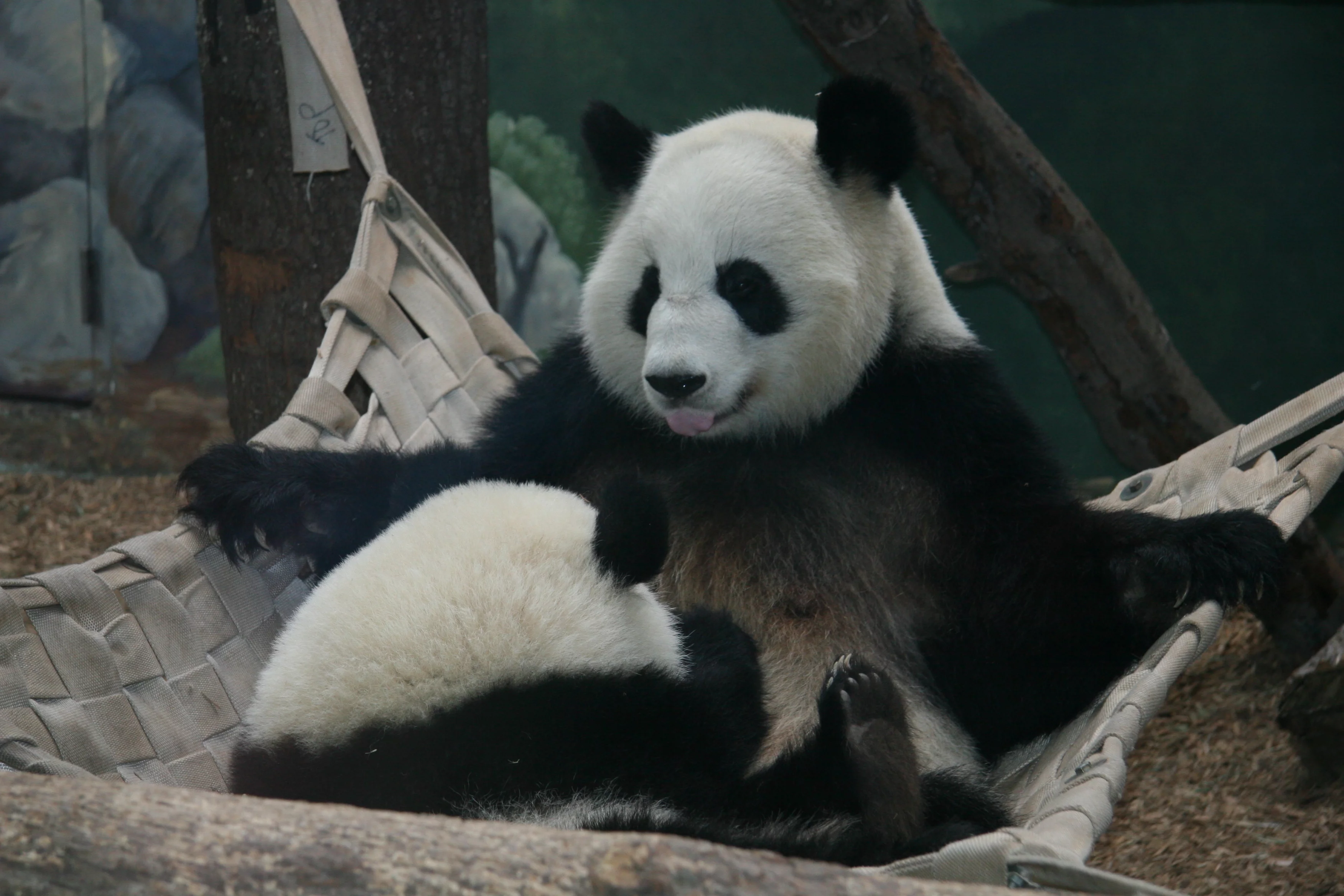 Zoo Atlanta