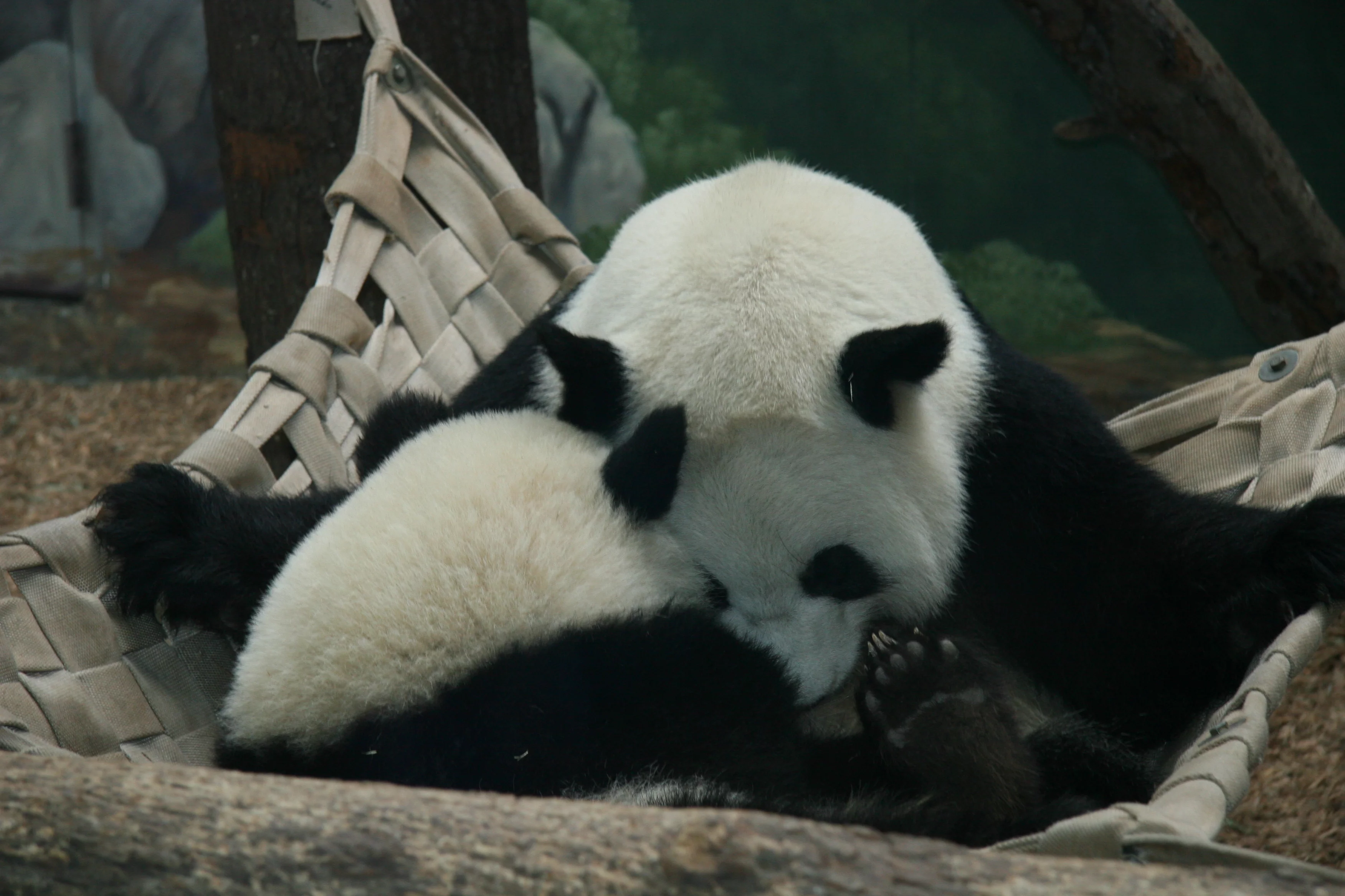 Zoo Atlanta