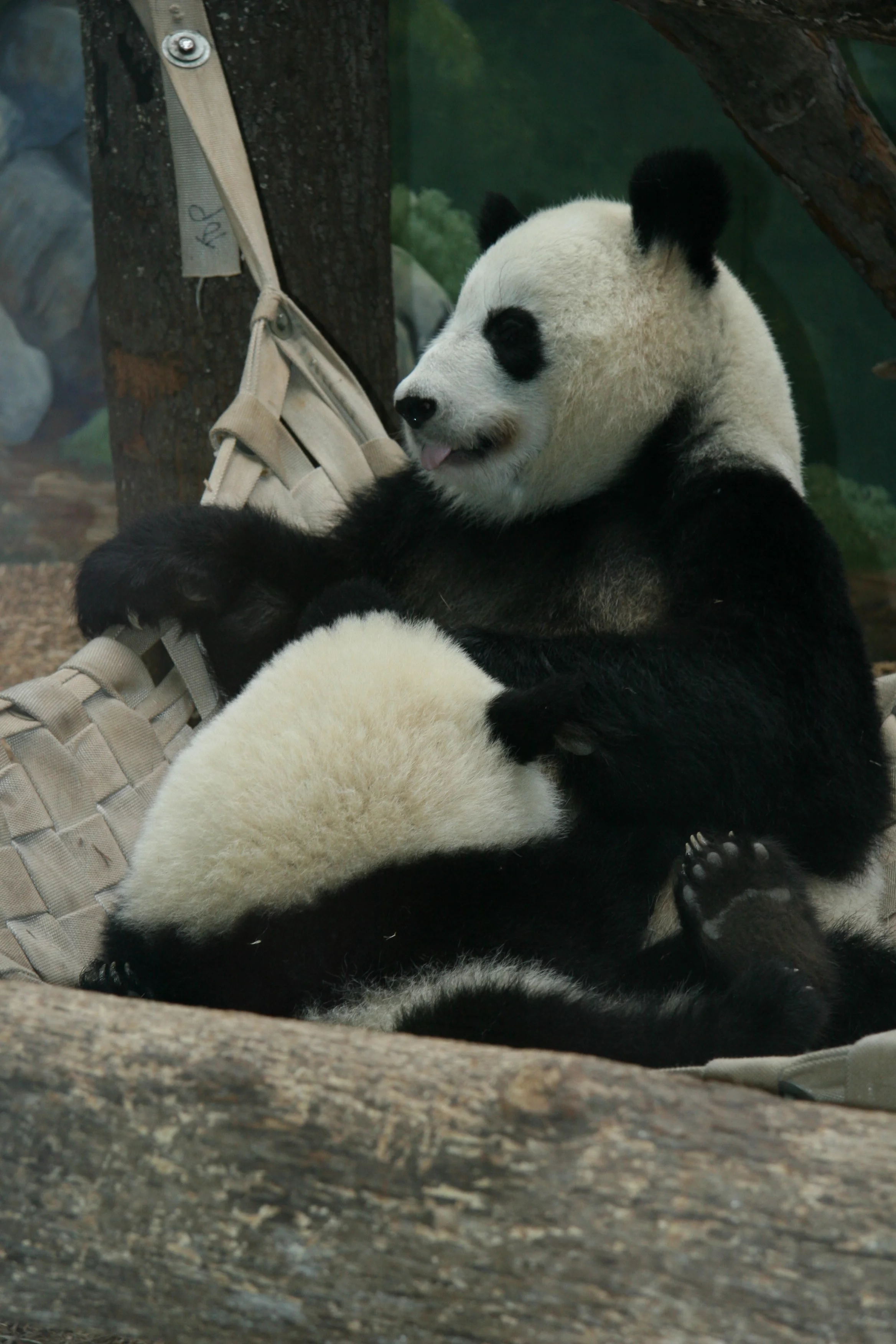 Zoo Atlanta
