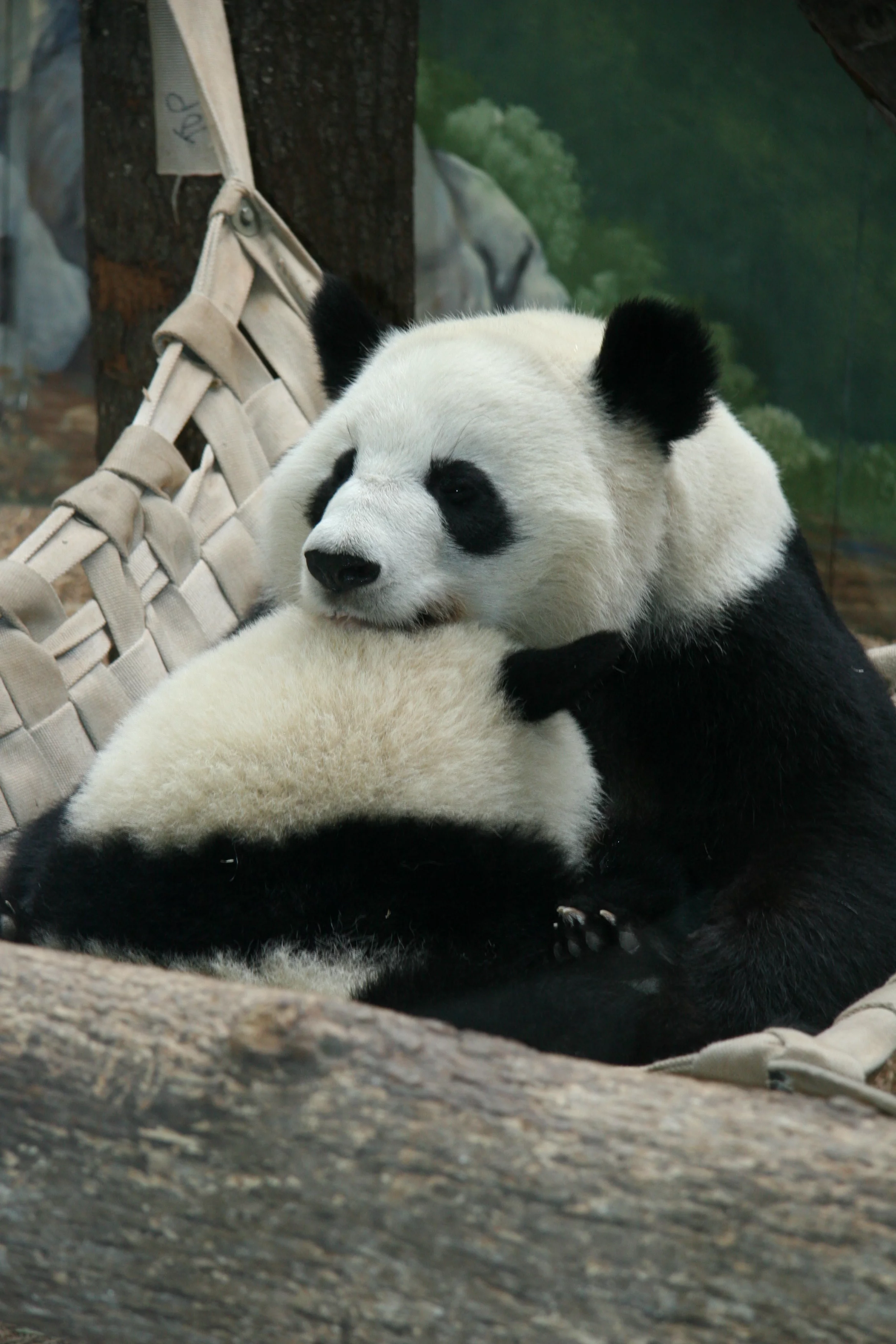 Zoo Atlanta