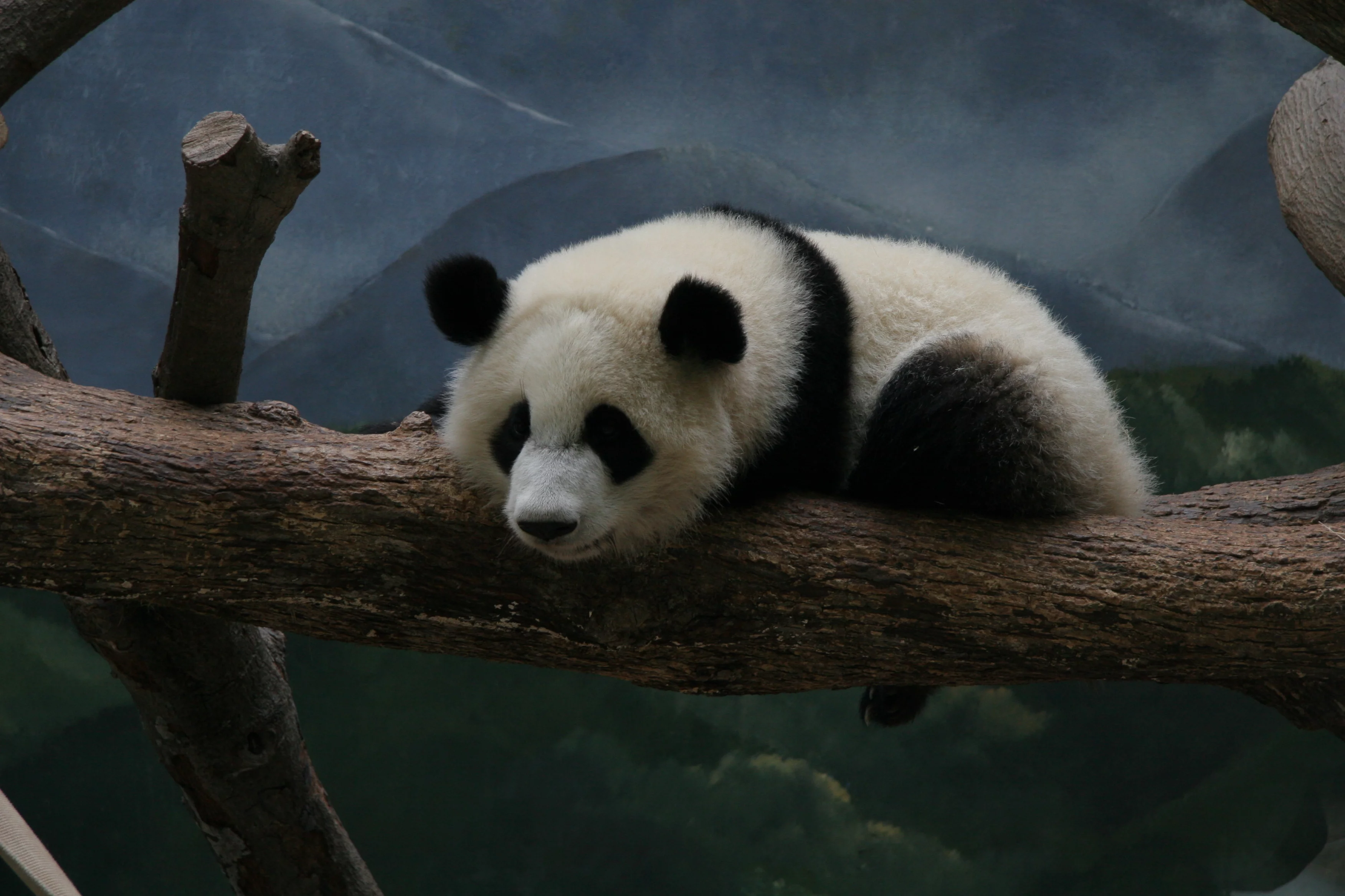 Zoo Atlanta