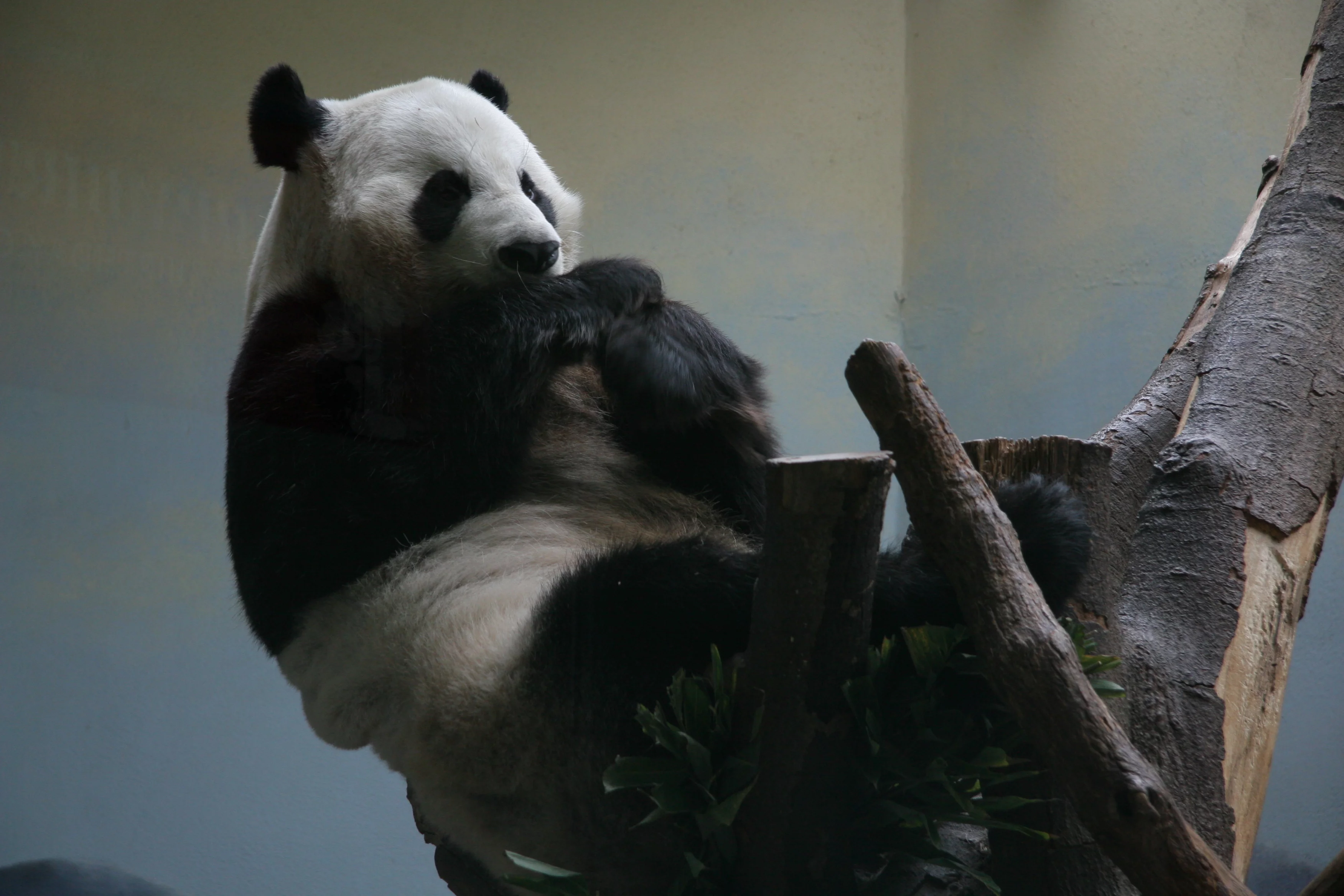 Zoo Atlanta