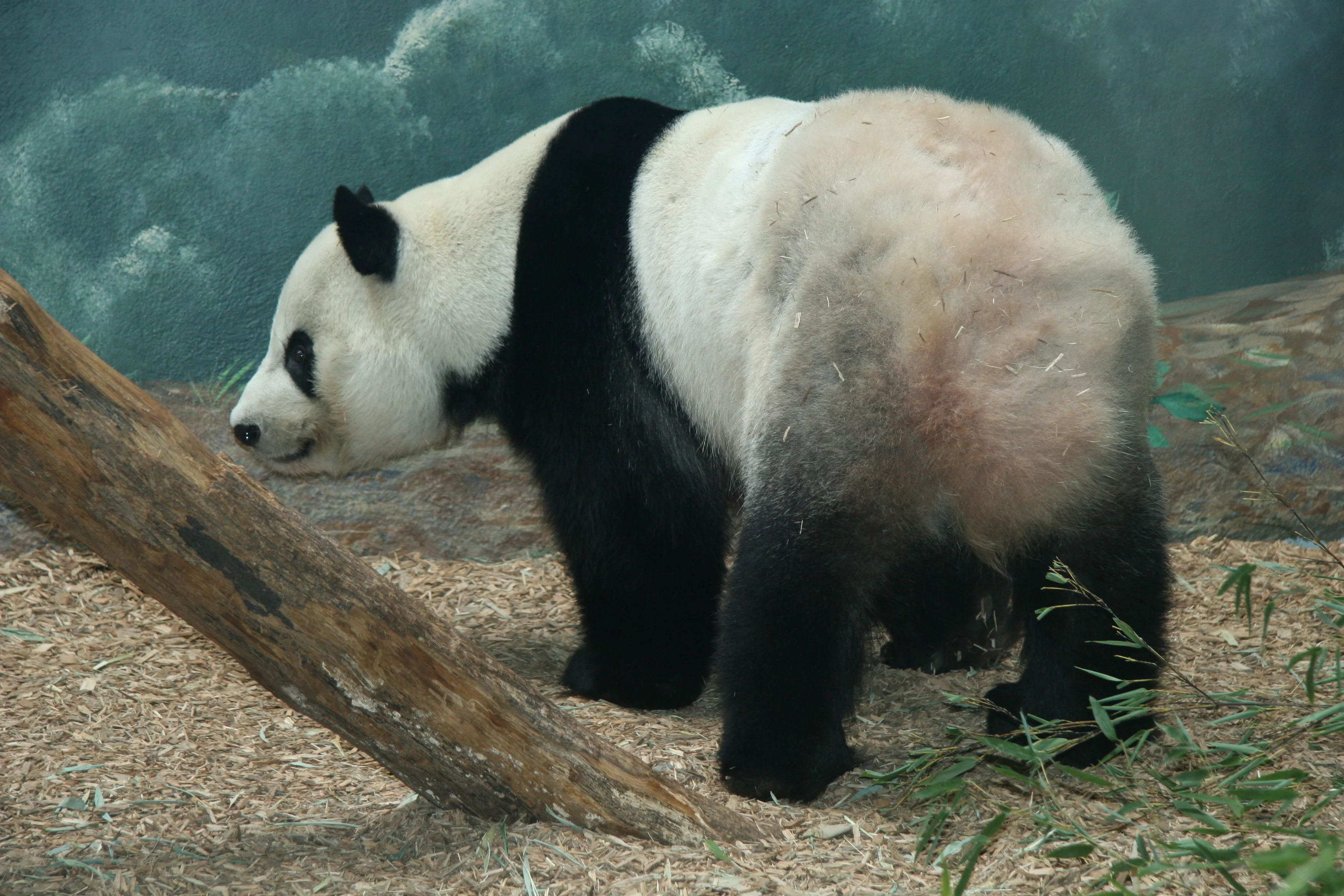 Zoo Atlanta