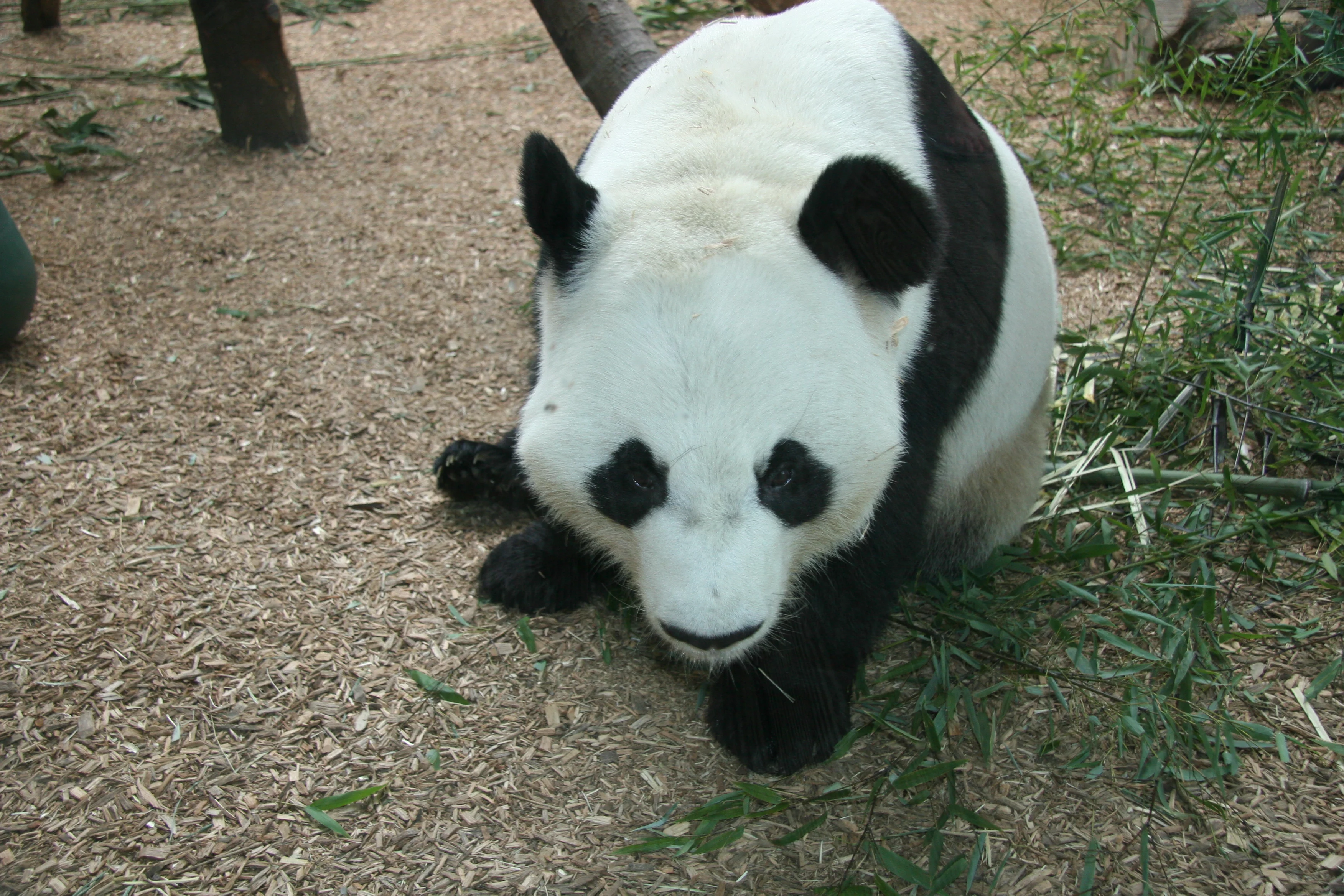 Zoo Atlanta
