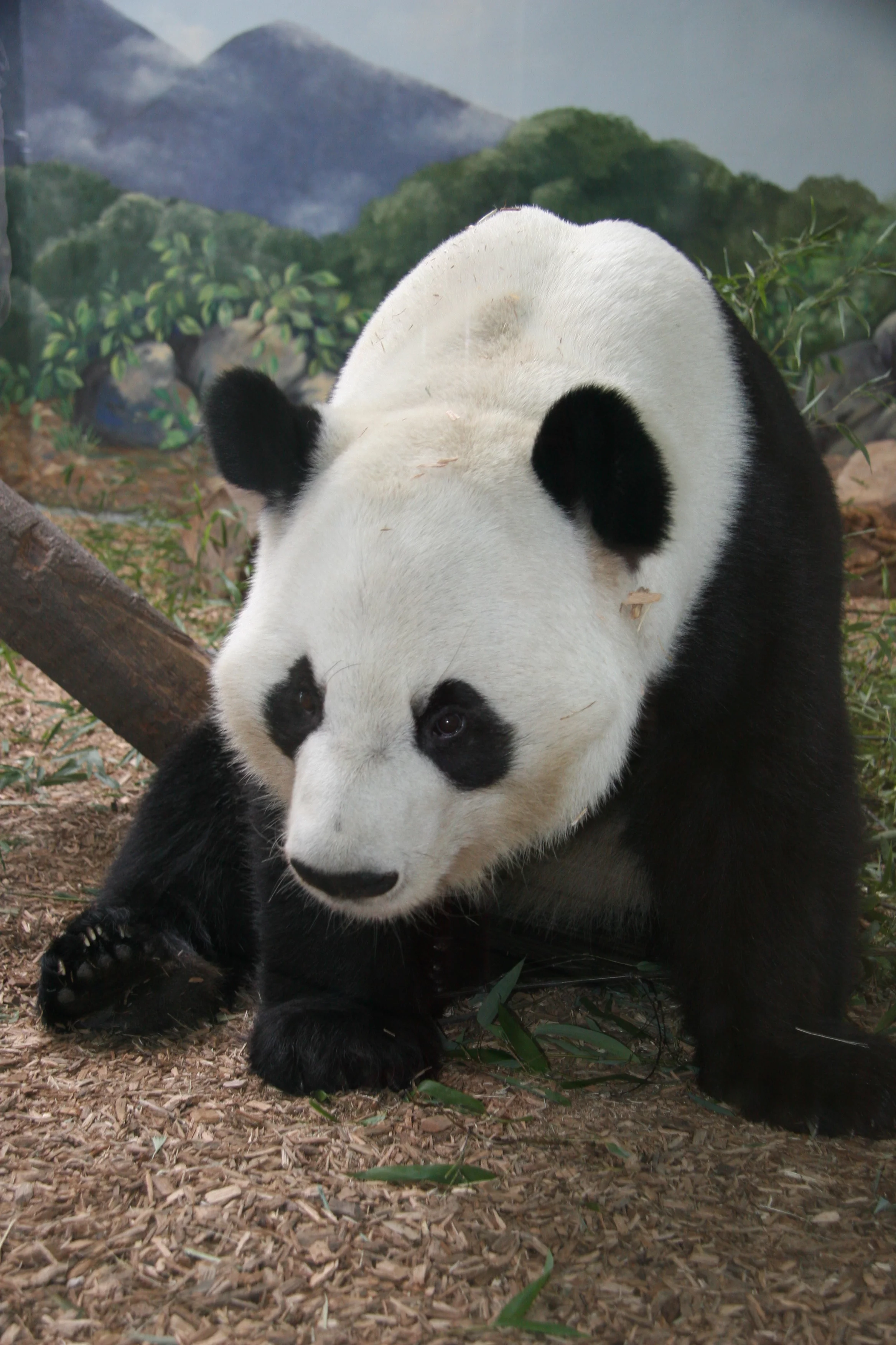 Zoo Atlanta