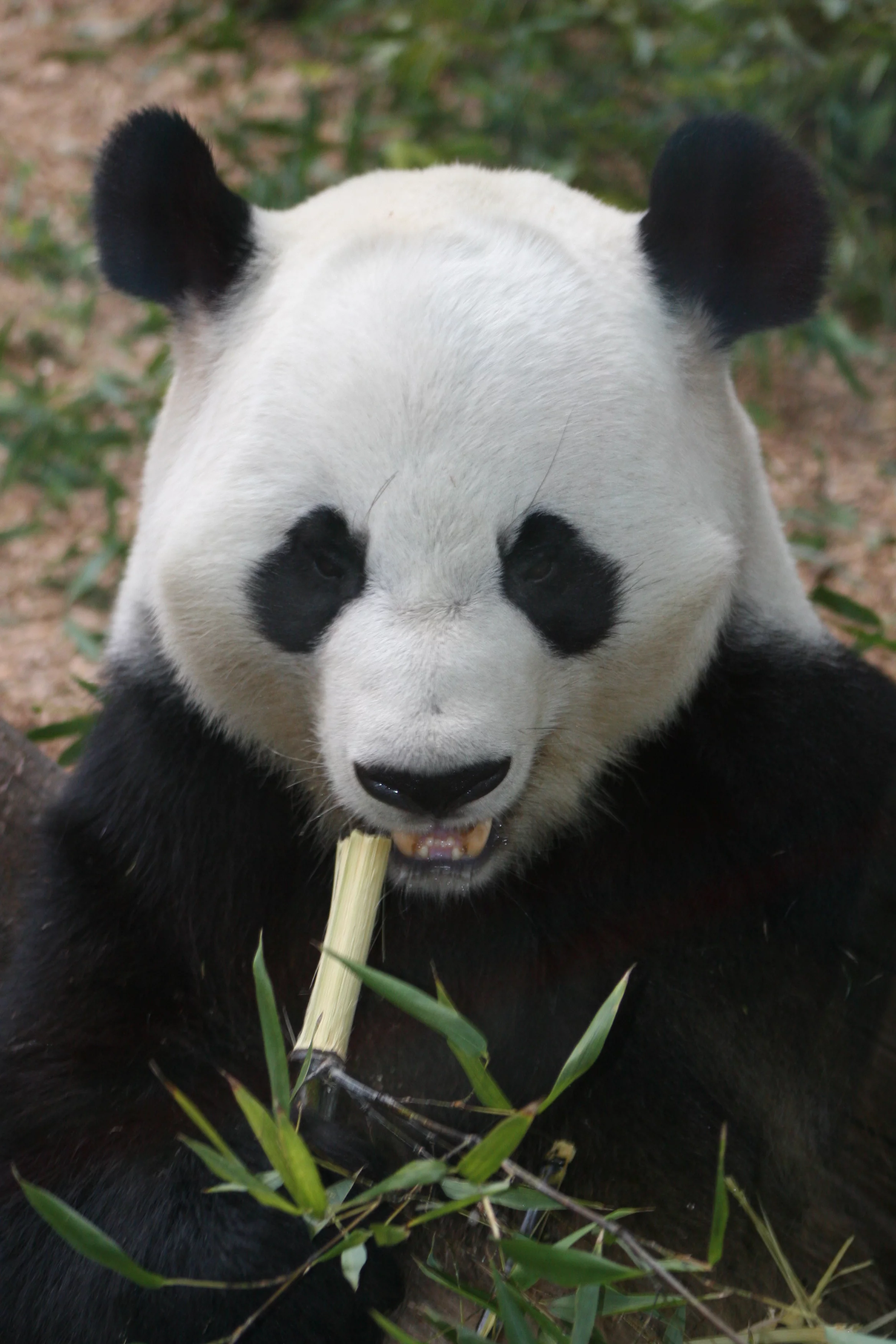 Zoo Atlanta
