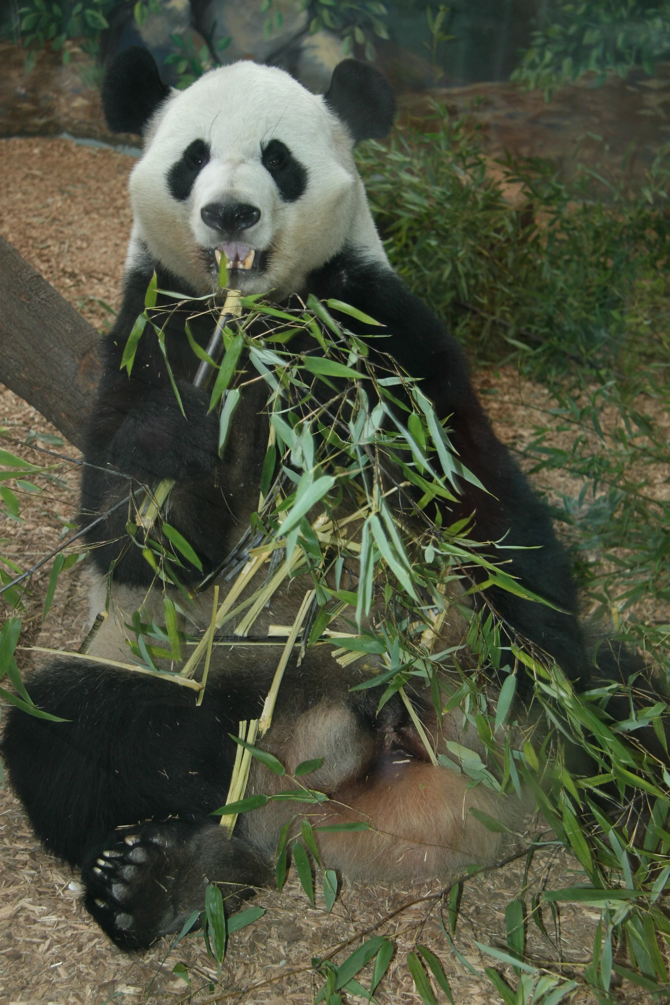 Zoo Atlanta