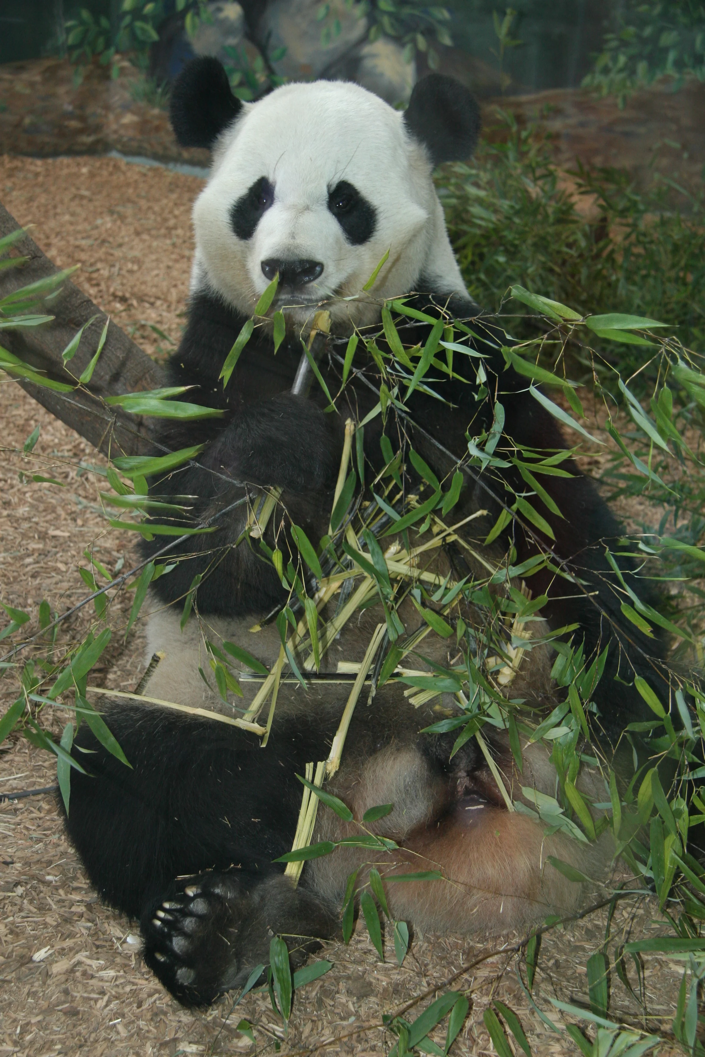 Zoo Atlanta