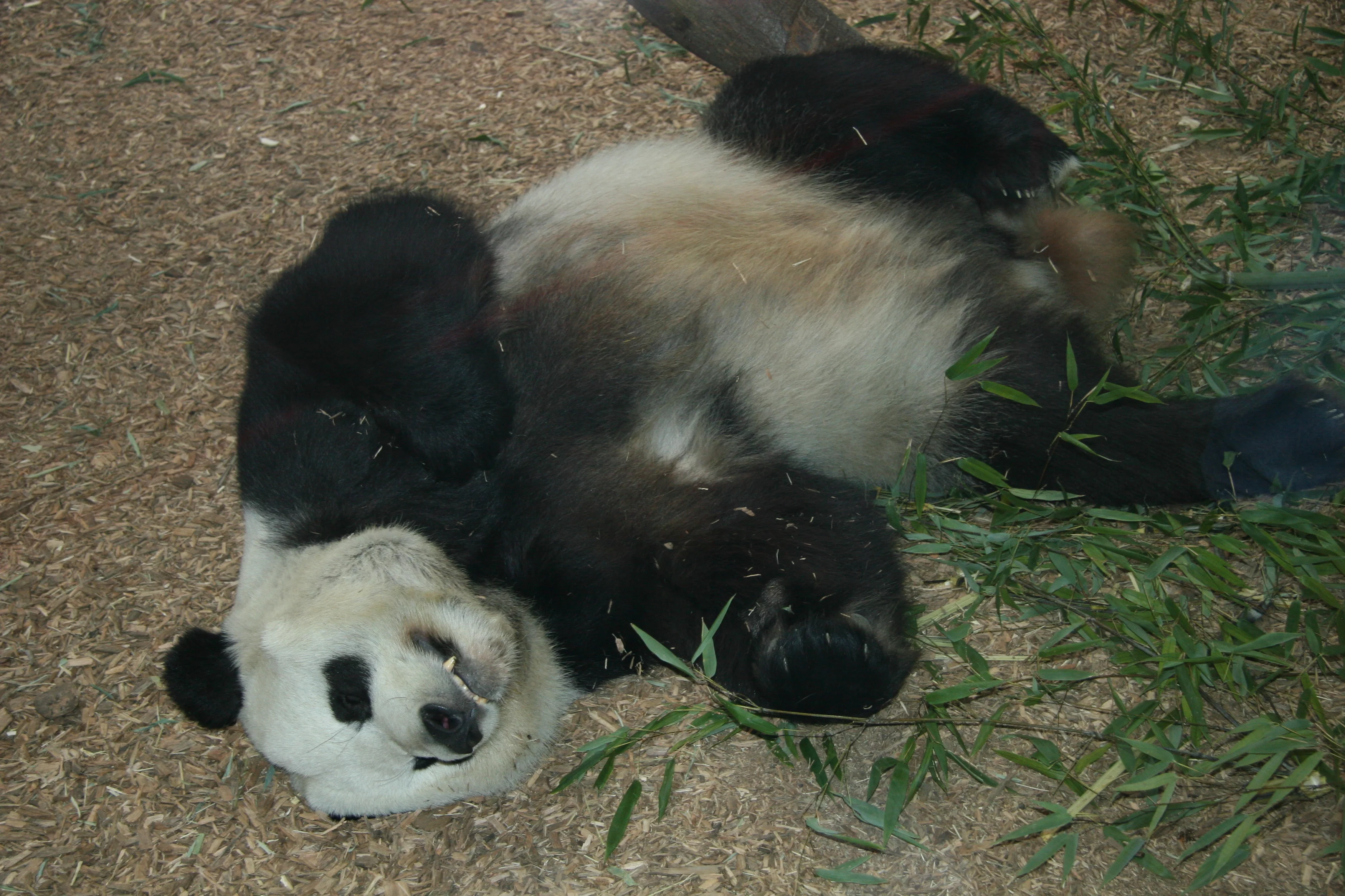 Zoo Atlanta