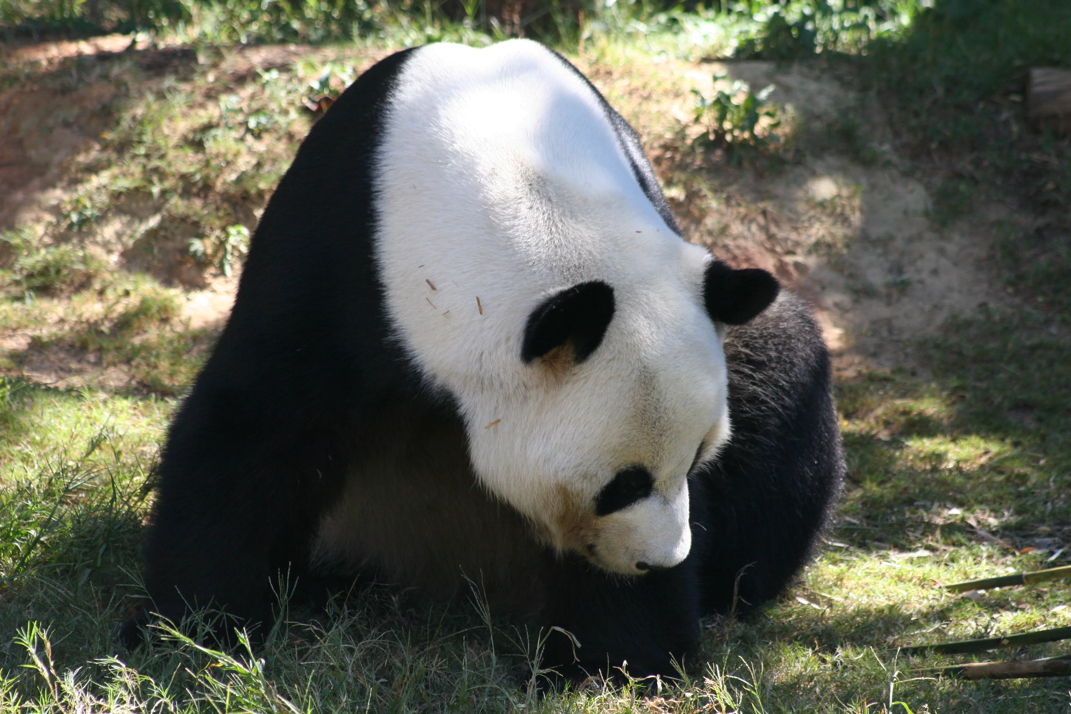 Zoo Atlanta