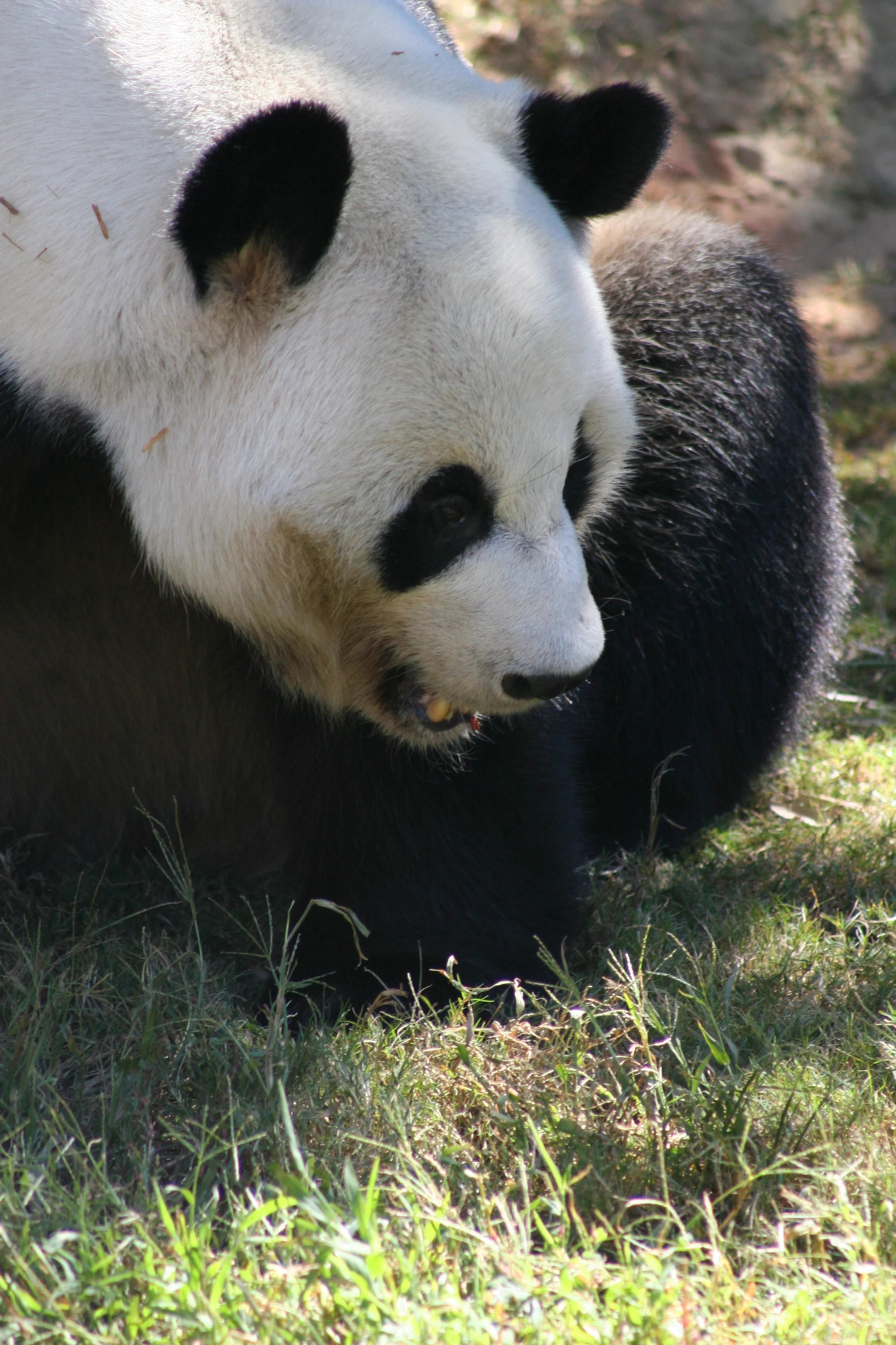 Zoo Atlanta