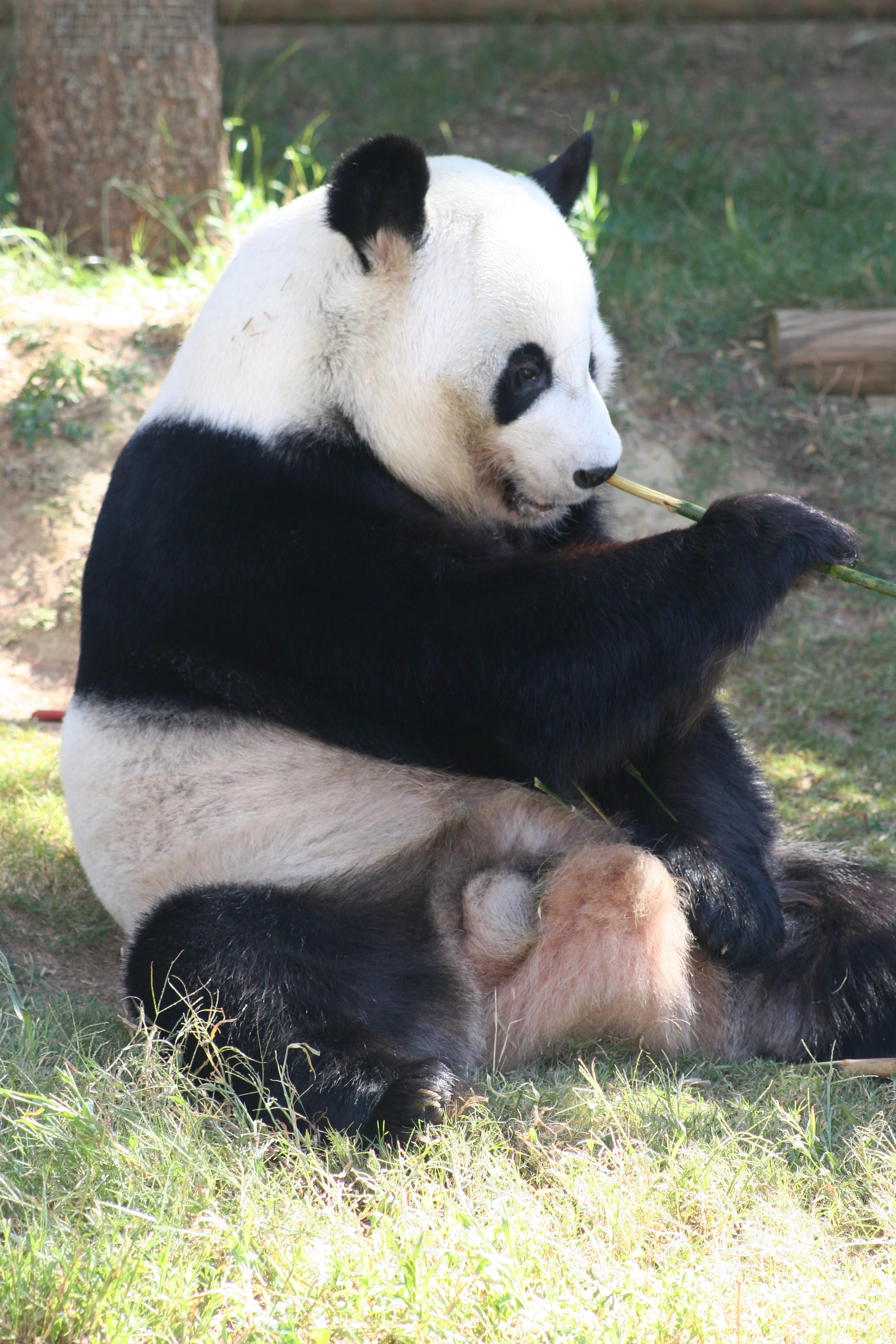 Zoo Atlanta