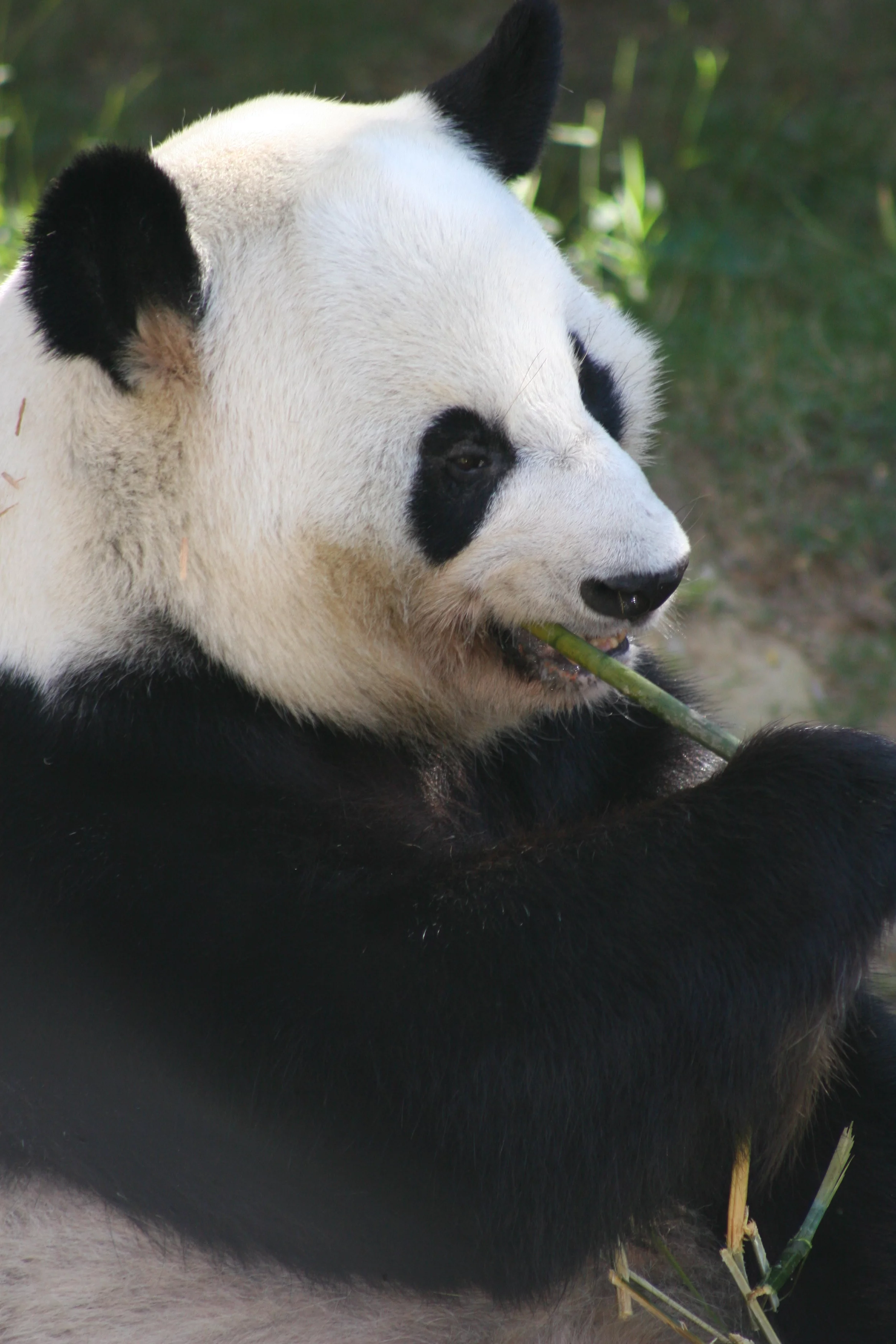 Zoo Atlanta