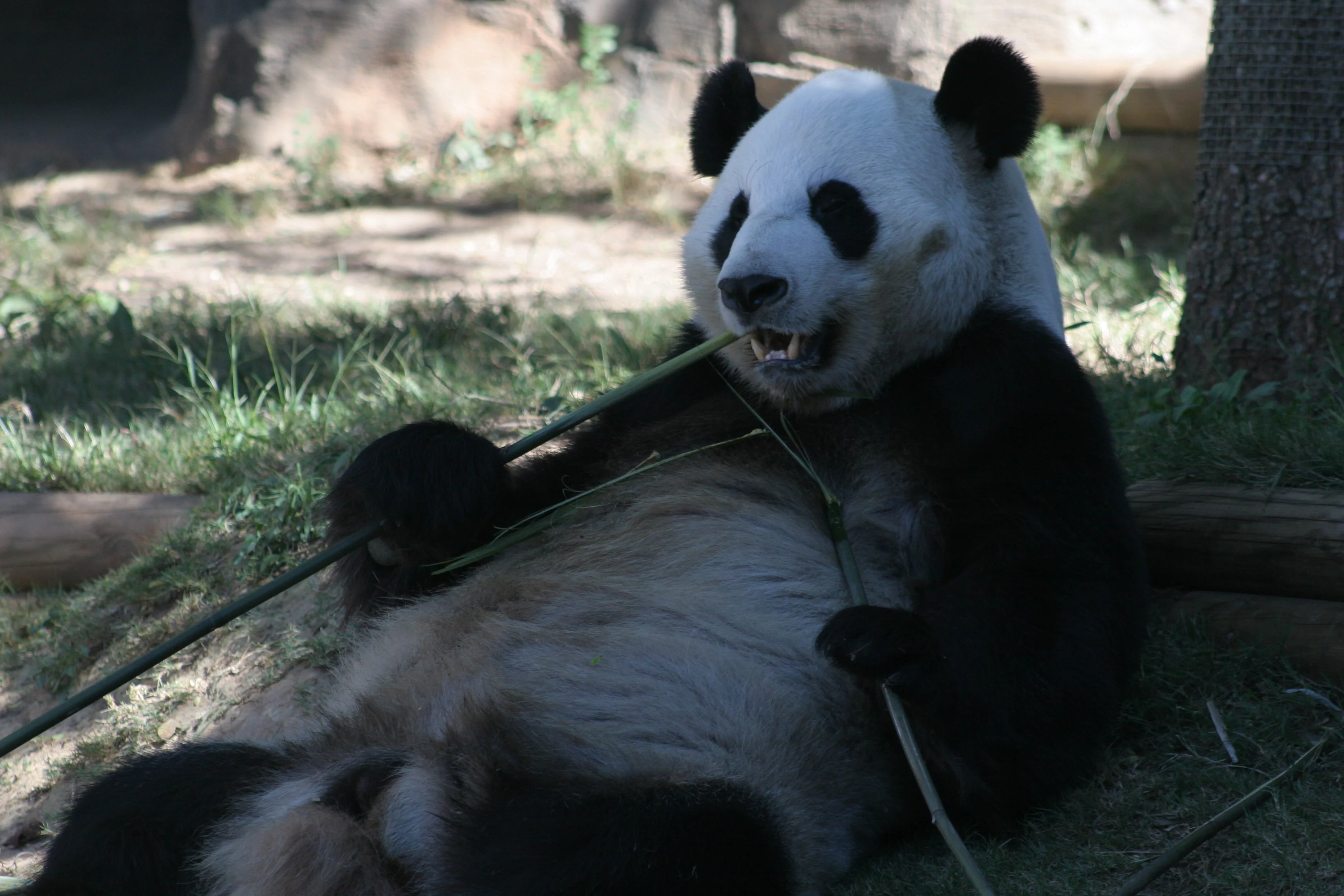 Zoo Atlanta