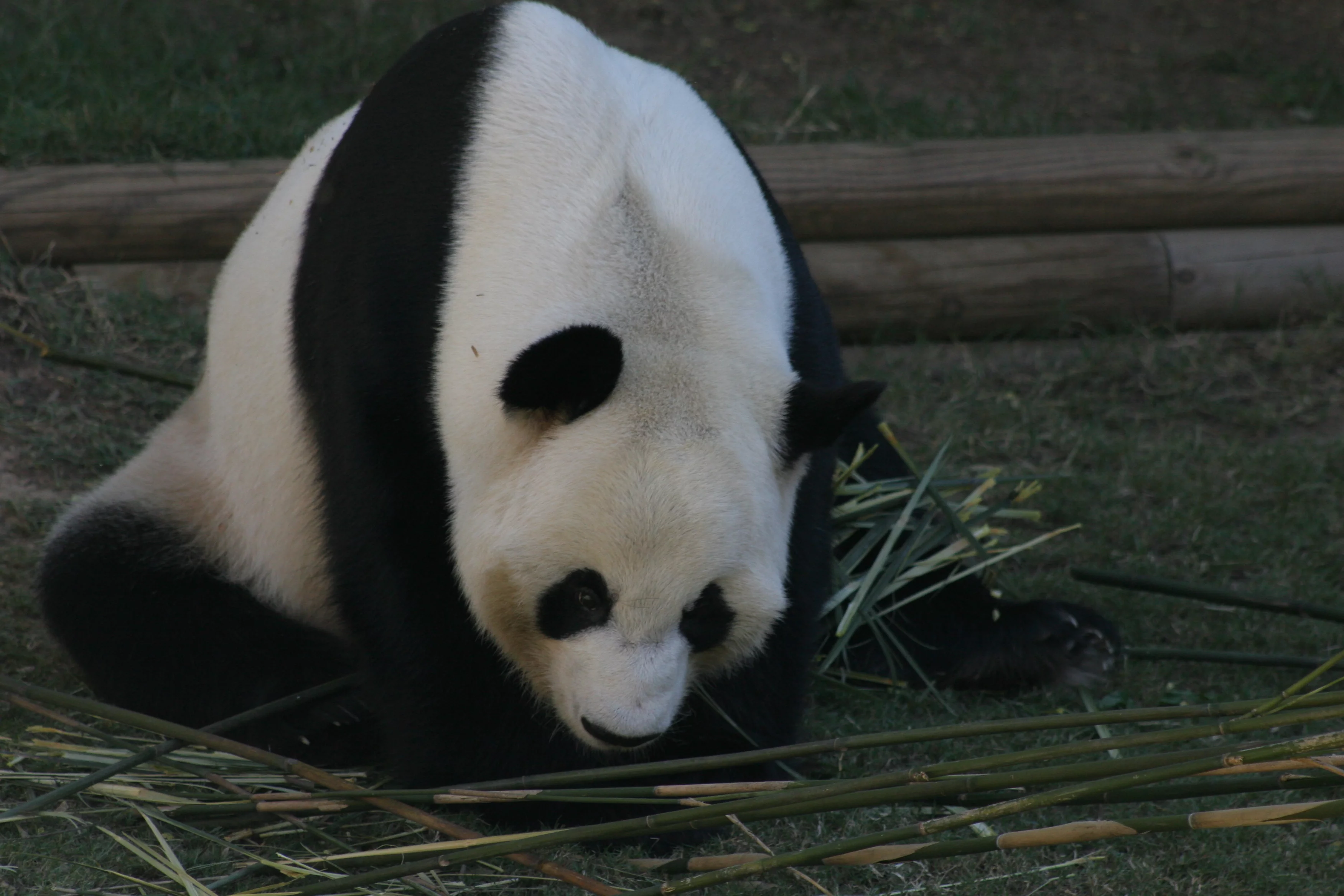 Zoo Atlanta