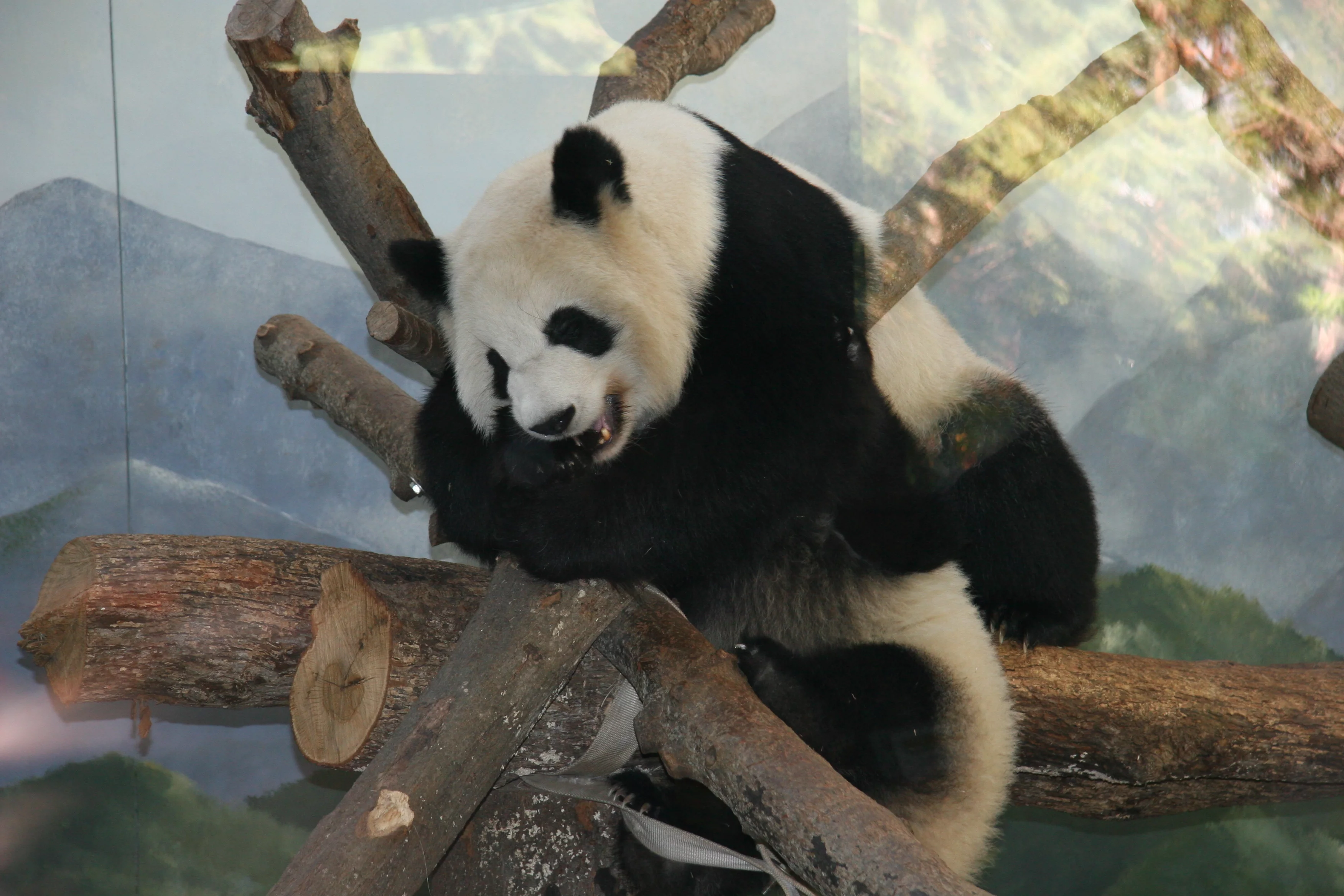 Zoo Atlanta