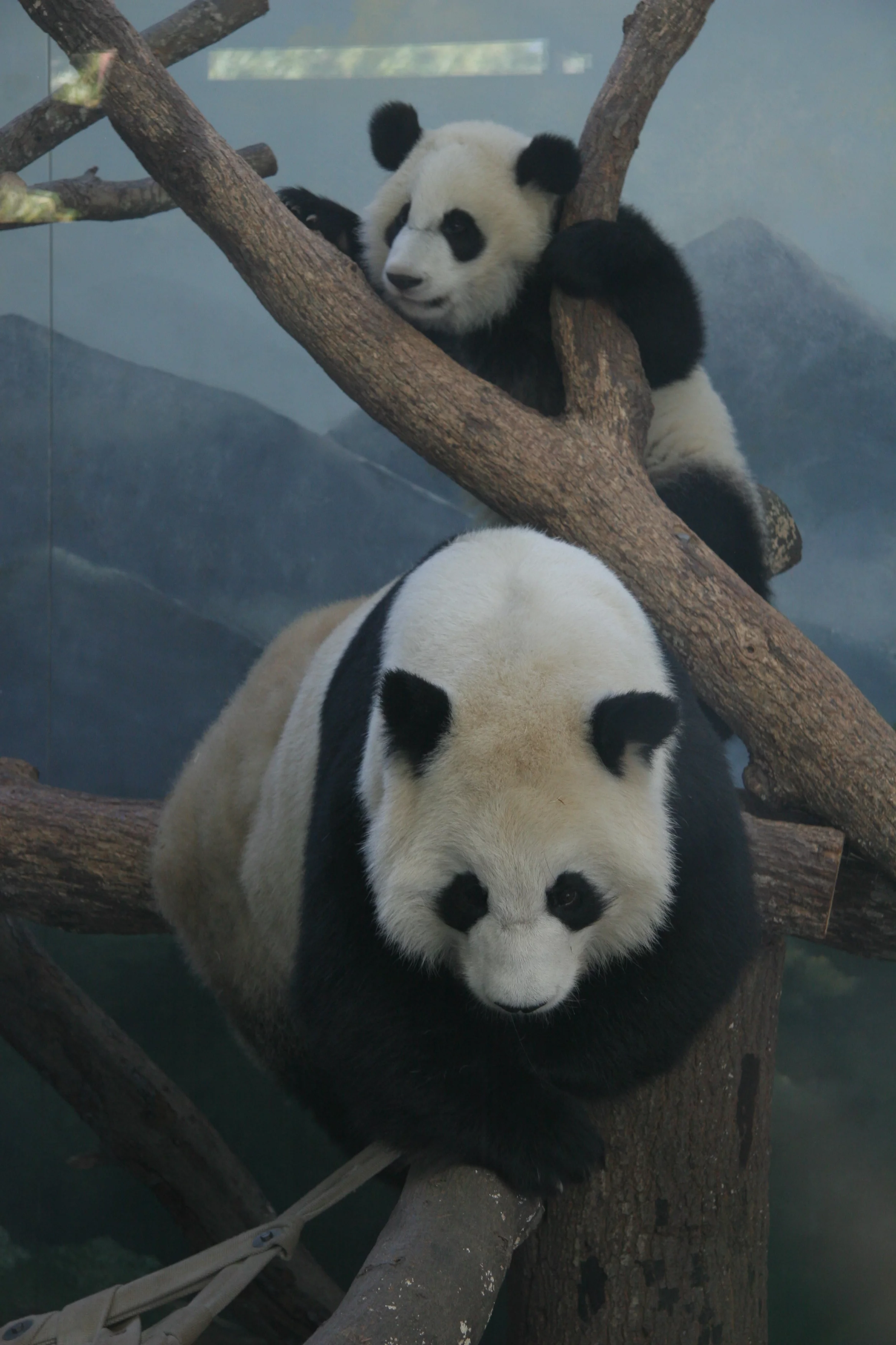 Zoo Atlanta