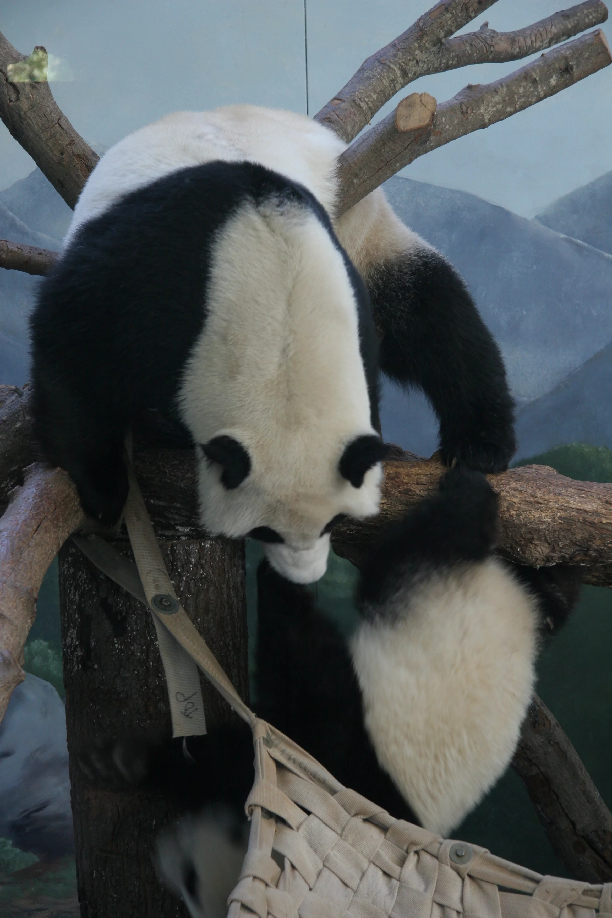 Zoo Atlanta