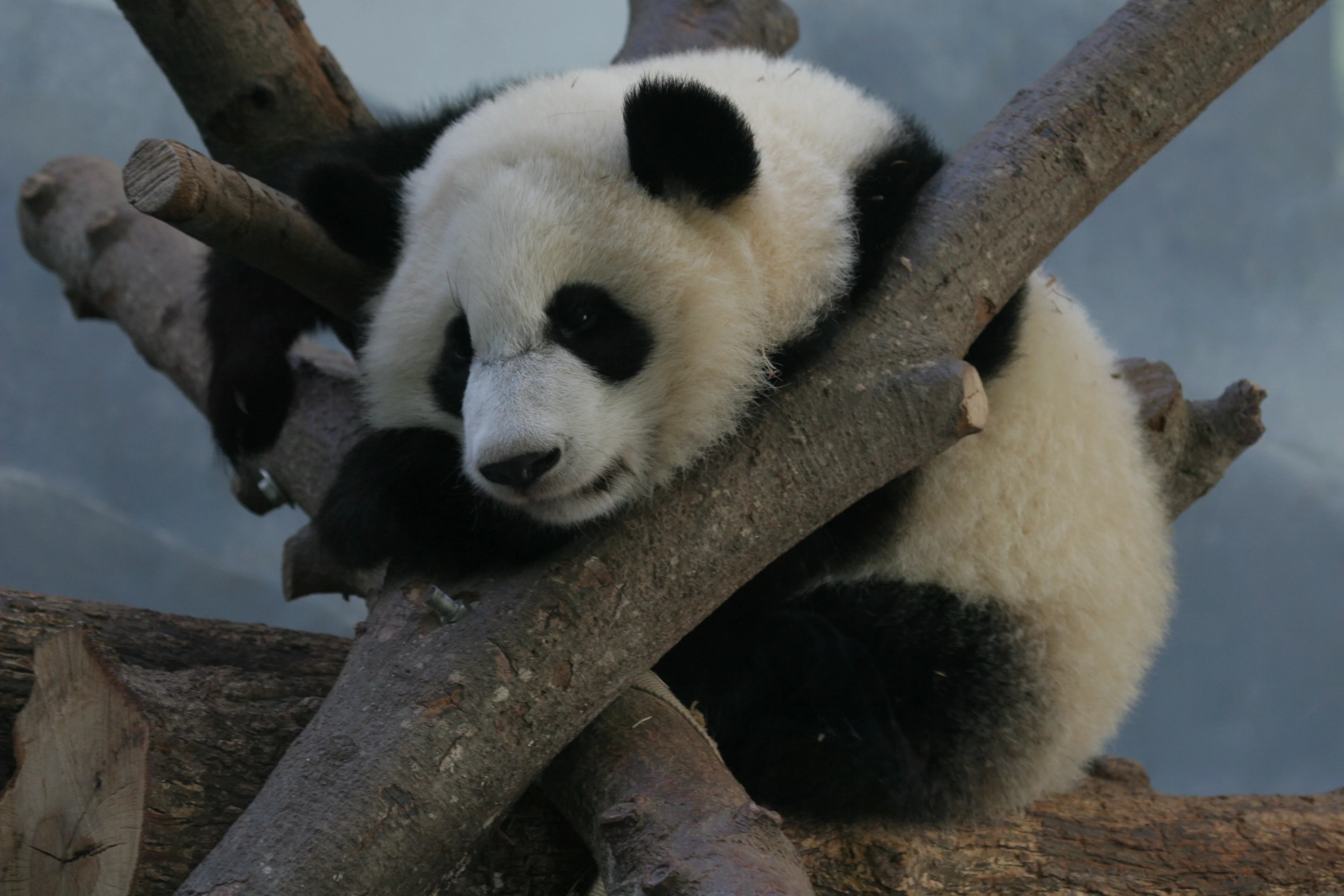 Zoo Atlanta