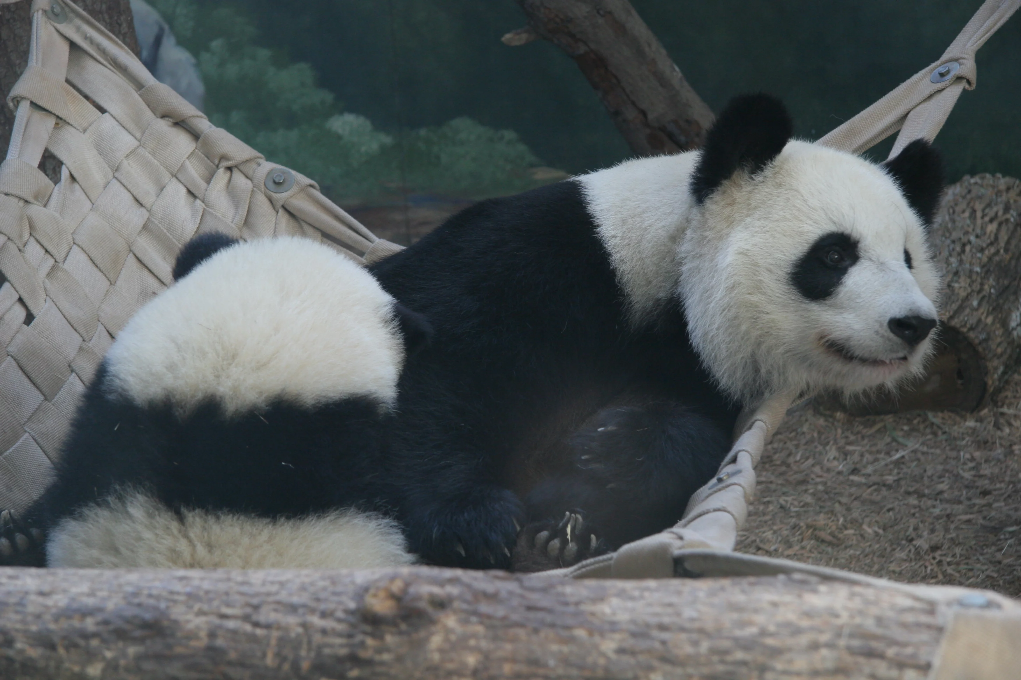 Zoo Atlanta