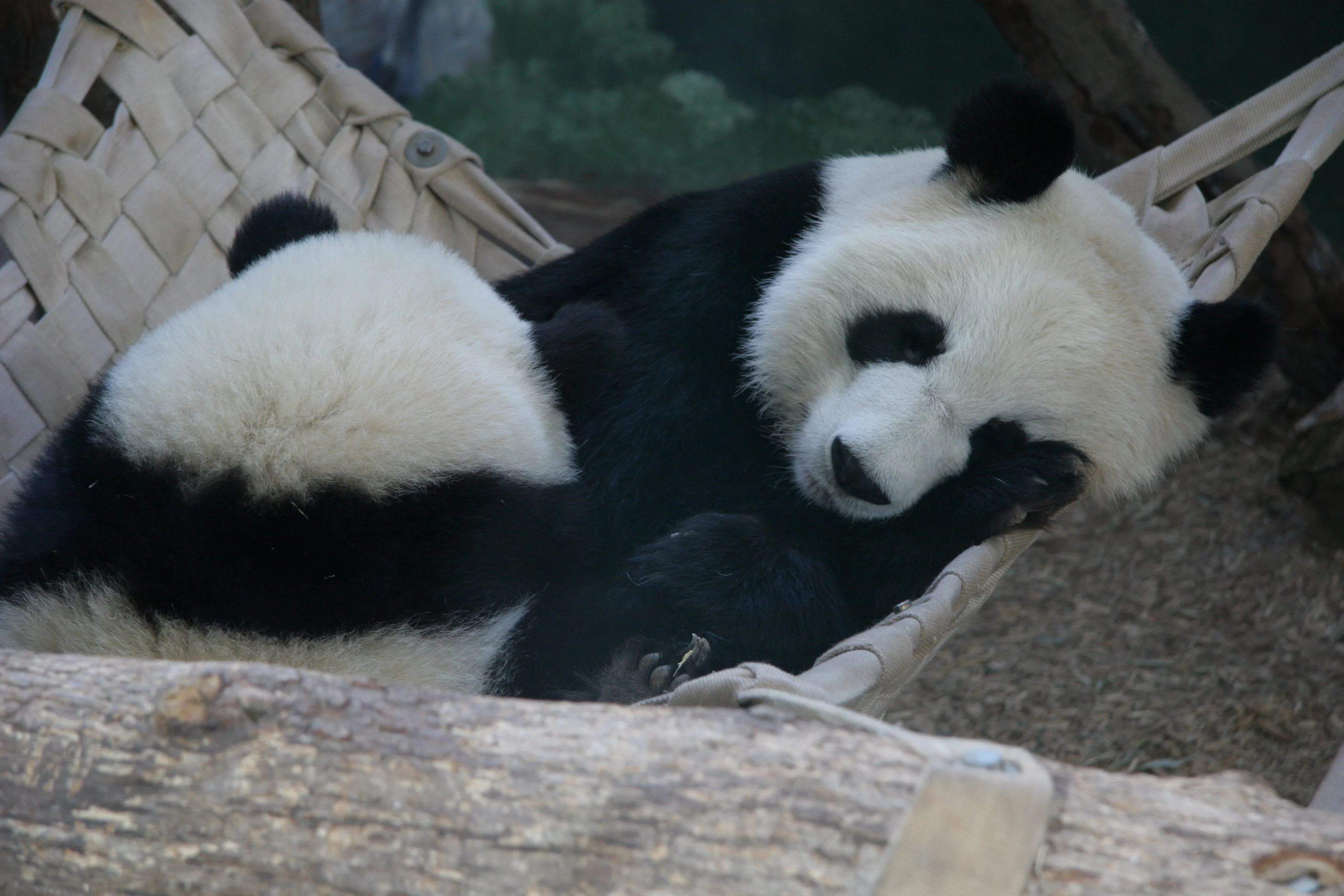 Zoo Atlanta