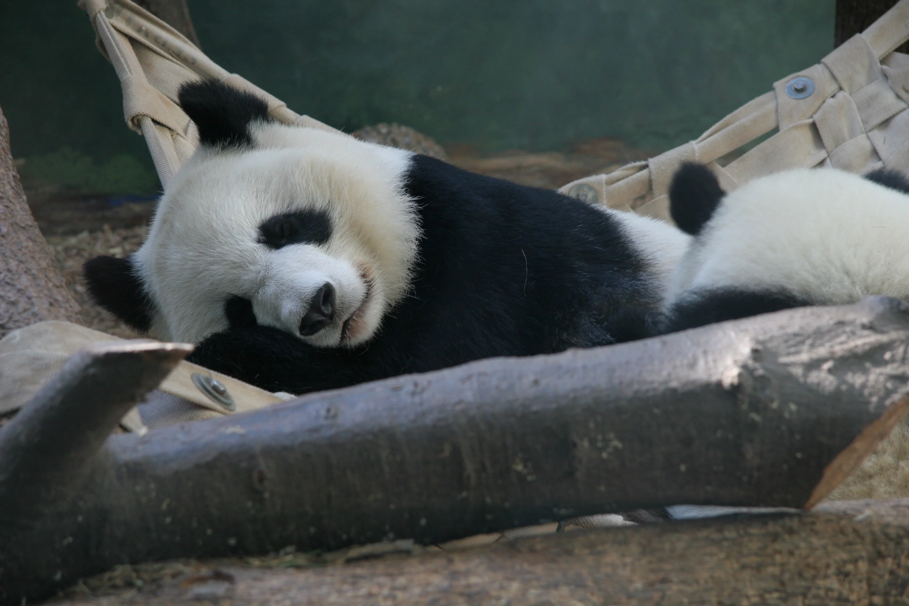 Zoo Atlanta