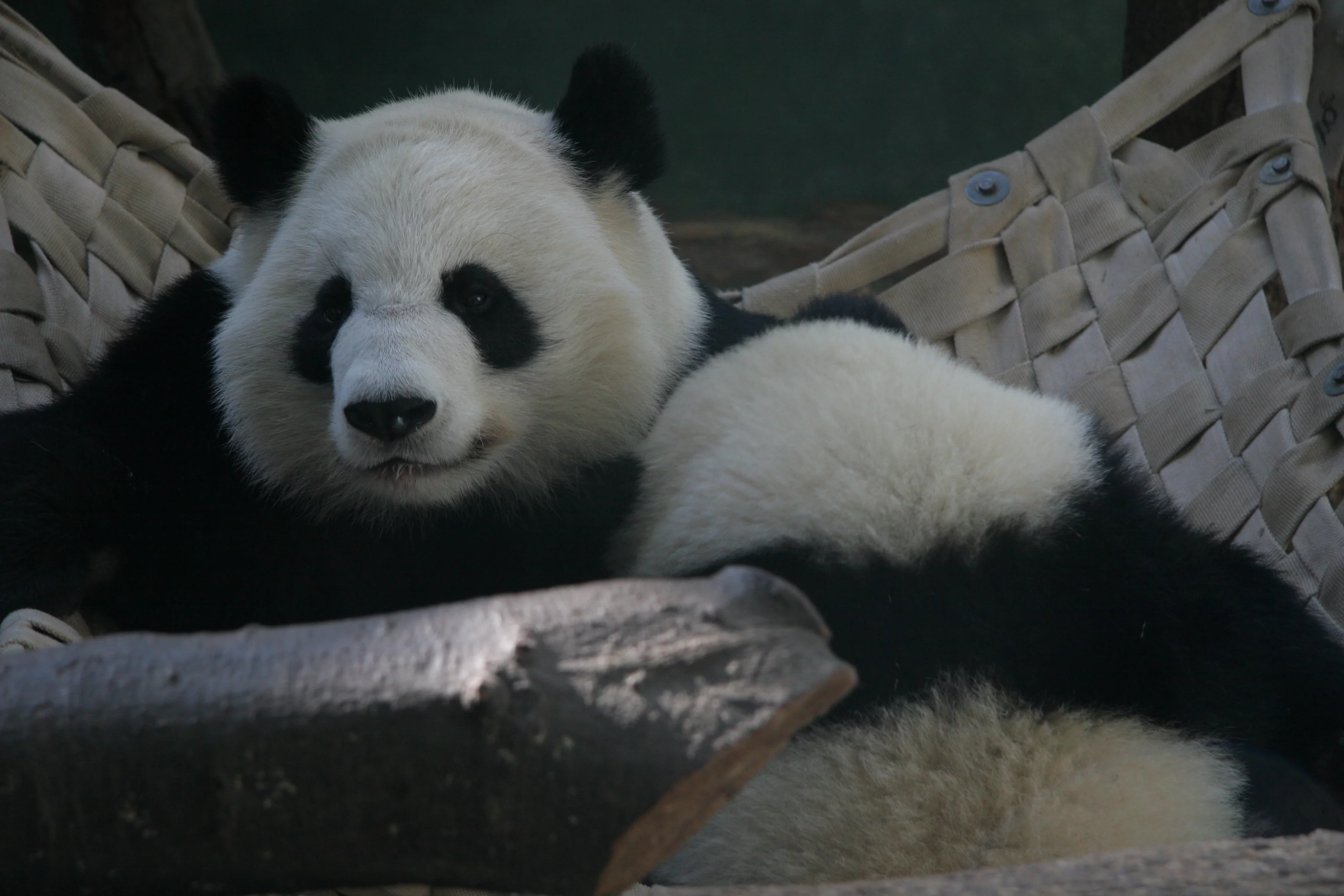 Zoo Atlanta
