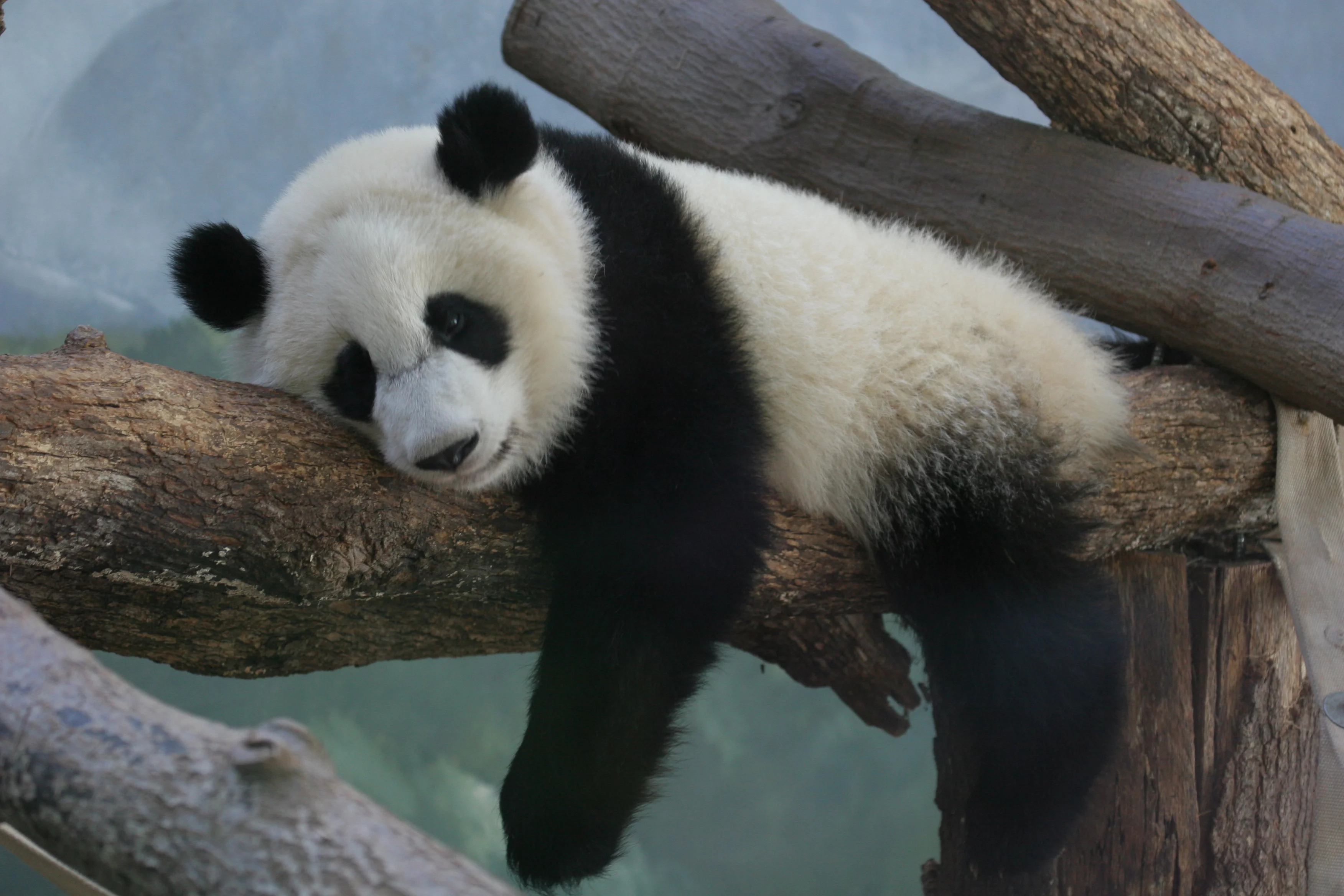 Zoo Atlanta