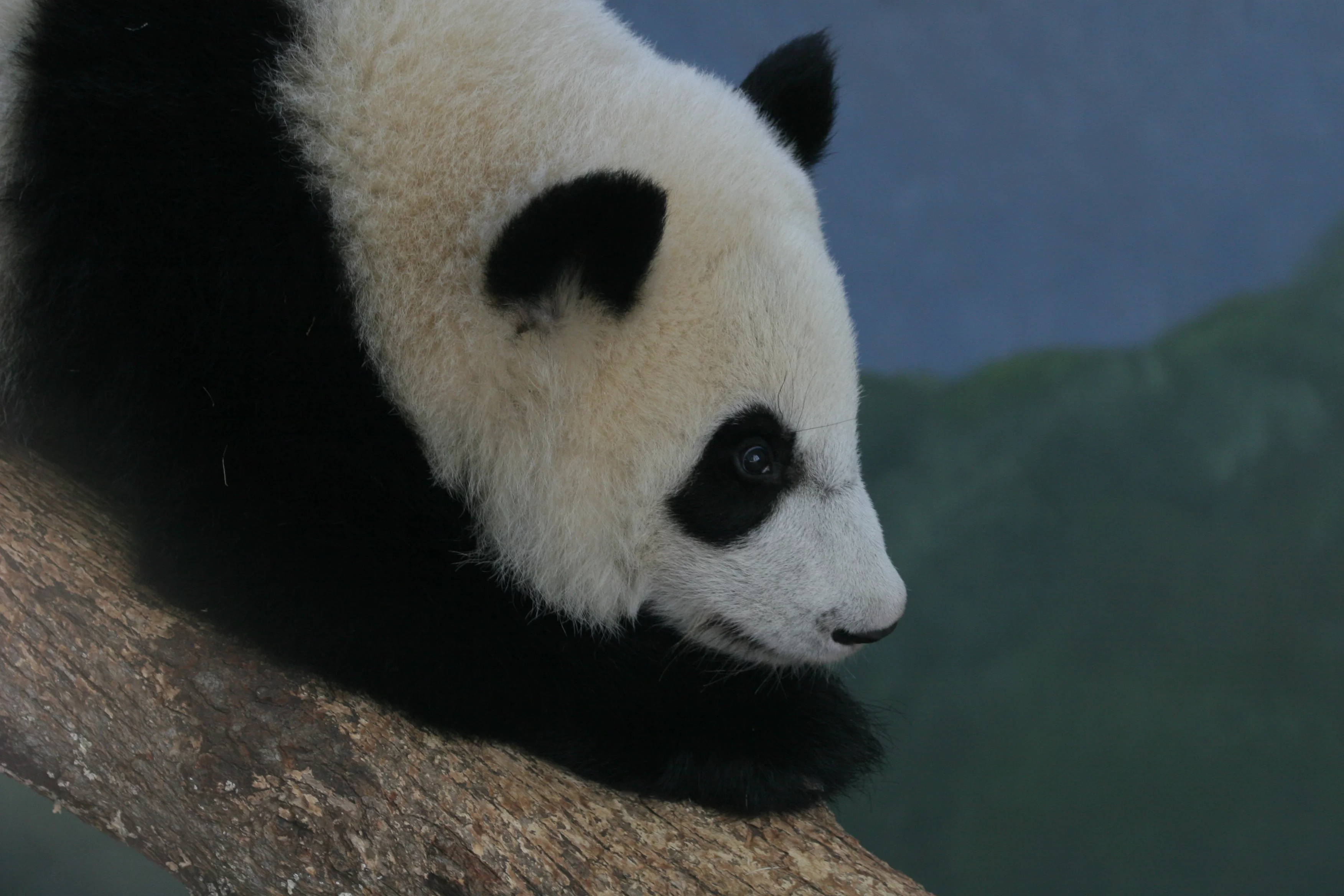 Zoo Atlanta