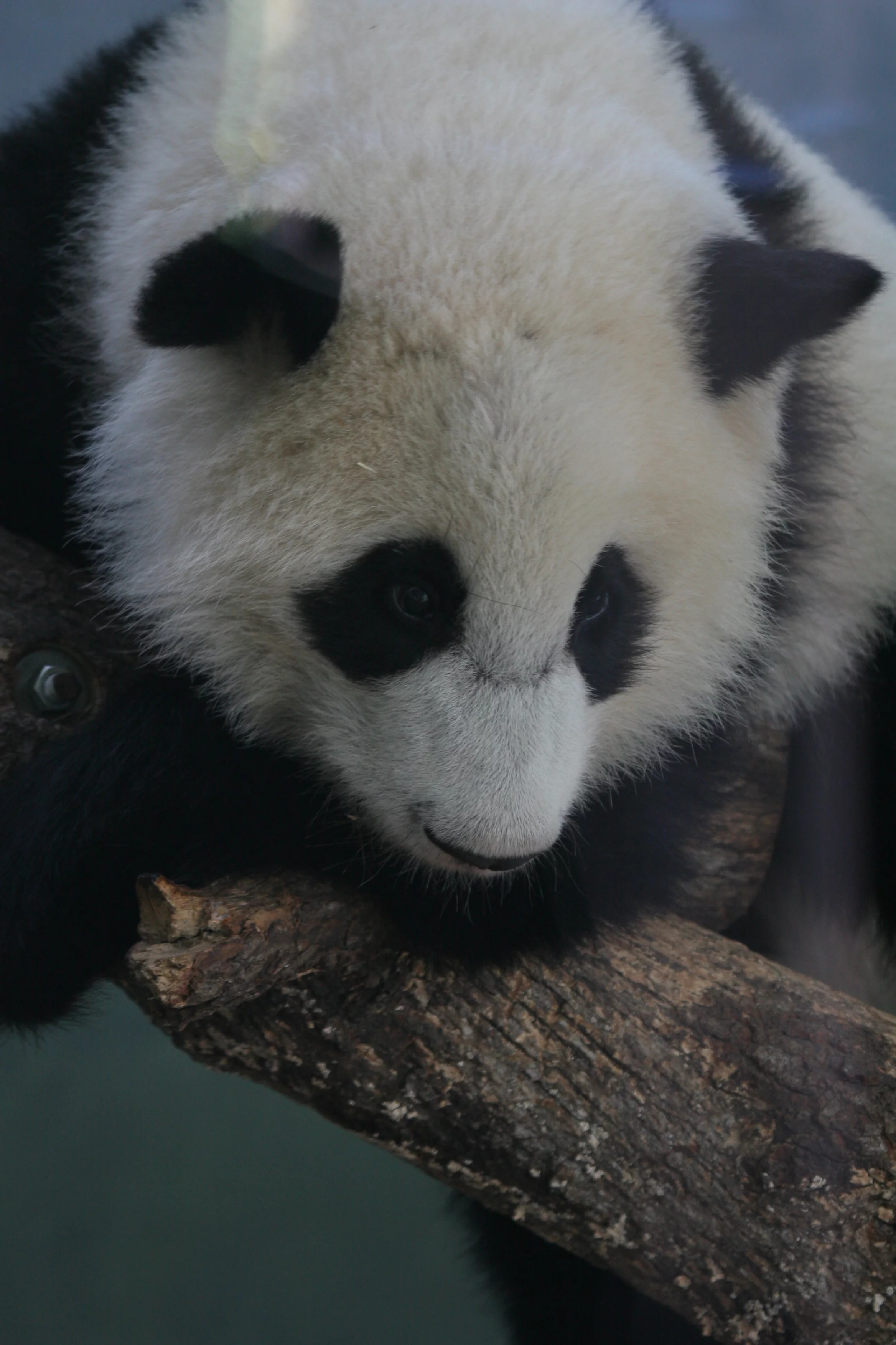 Zoo Atlanta
