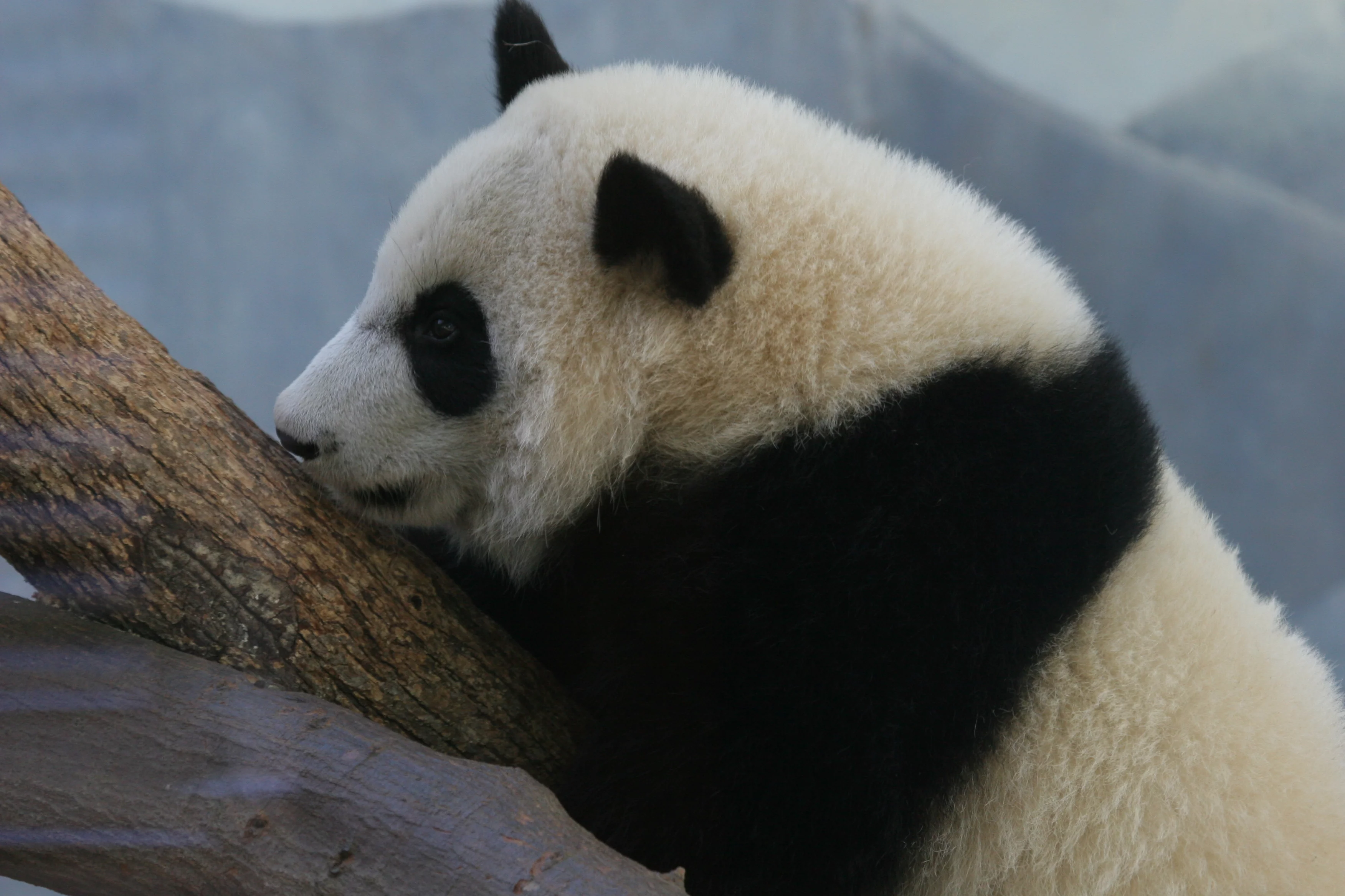 Zoo Atlanta
