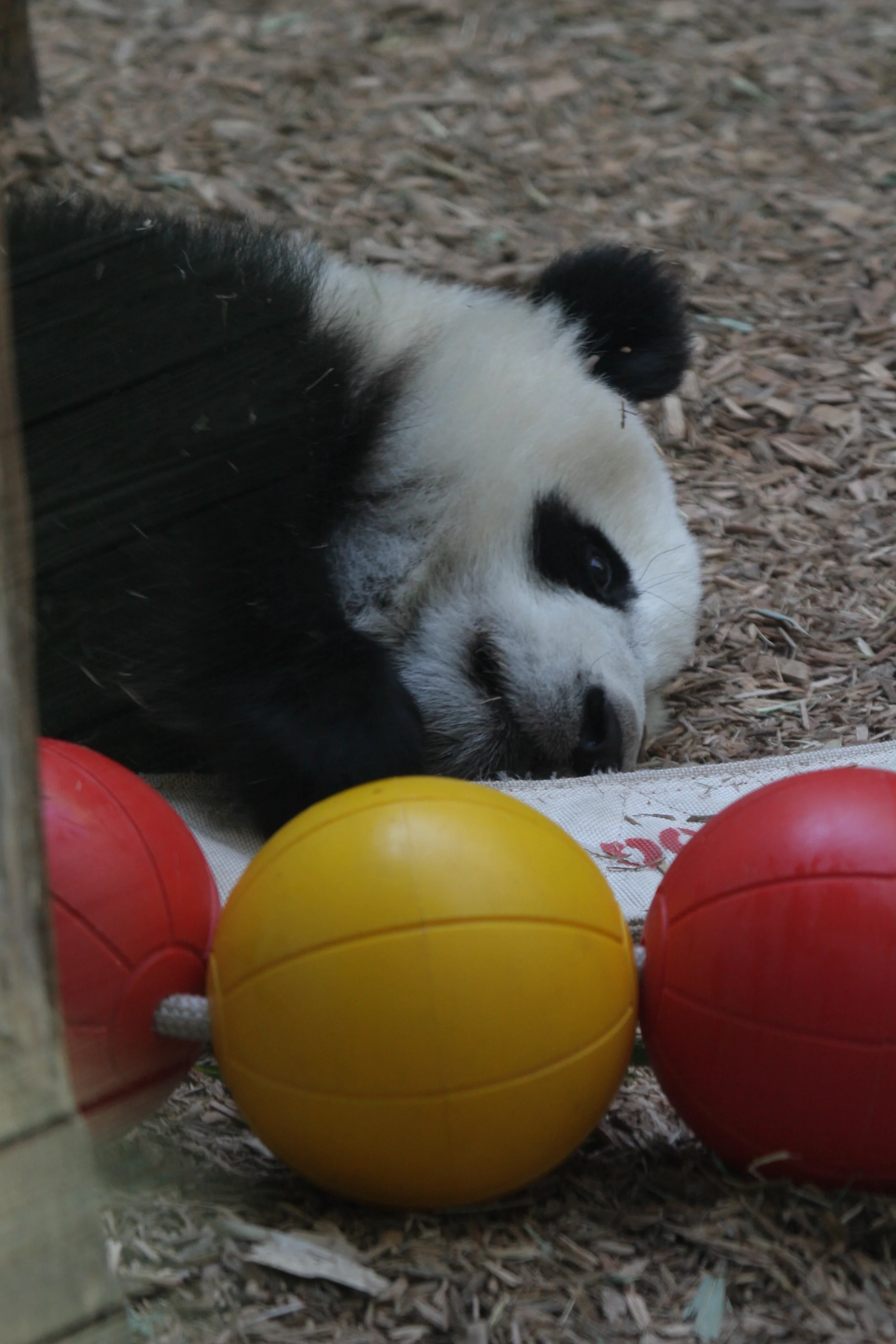 Zoo Atlanta