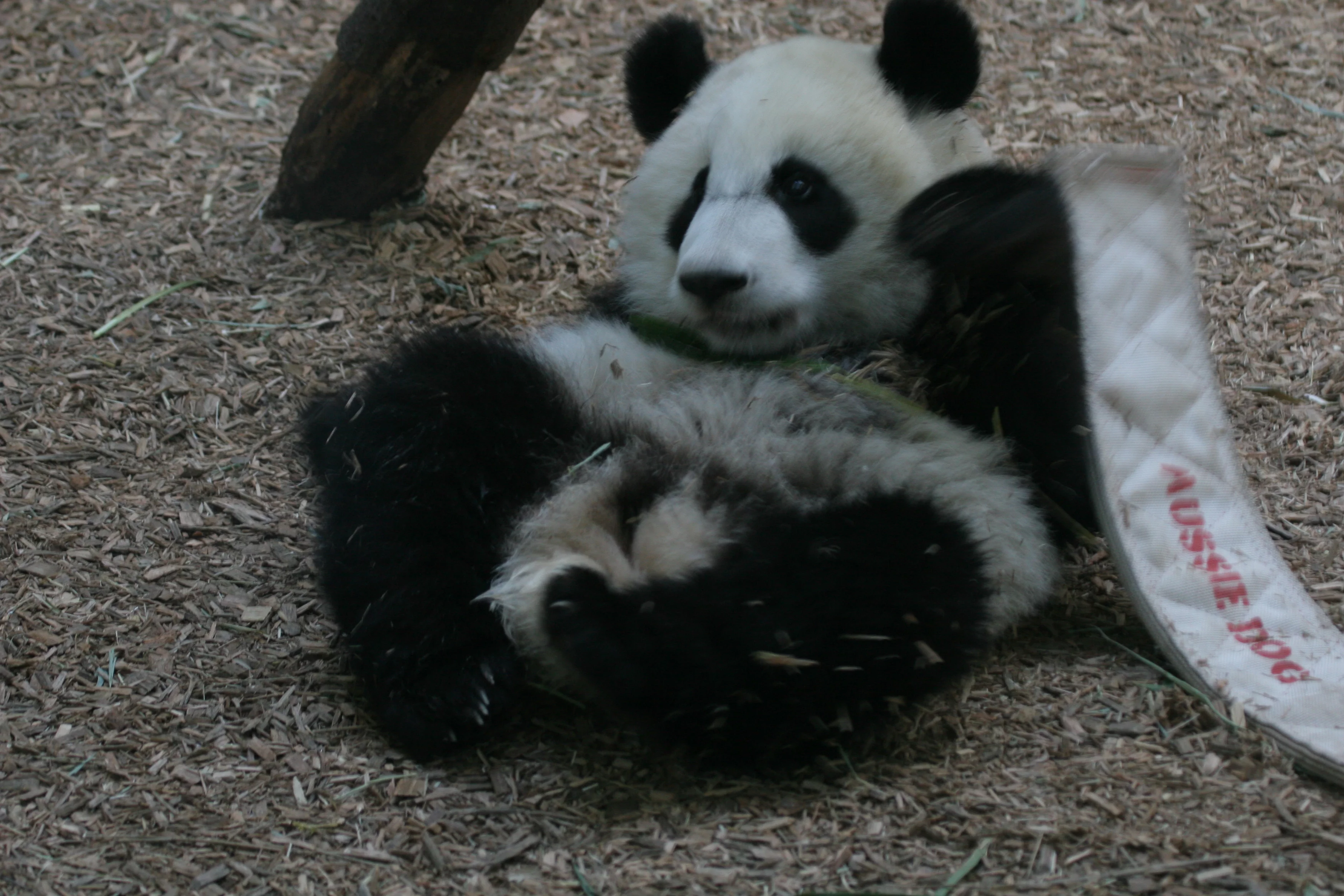 Zoo Atlanta