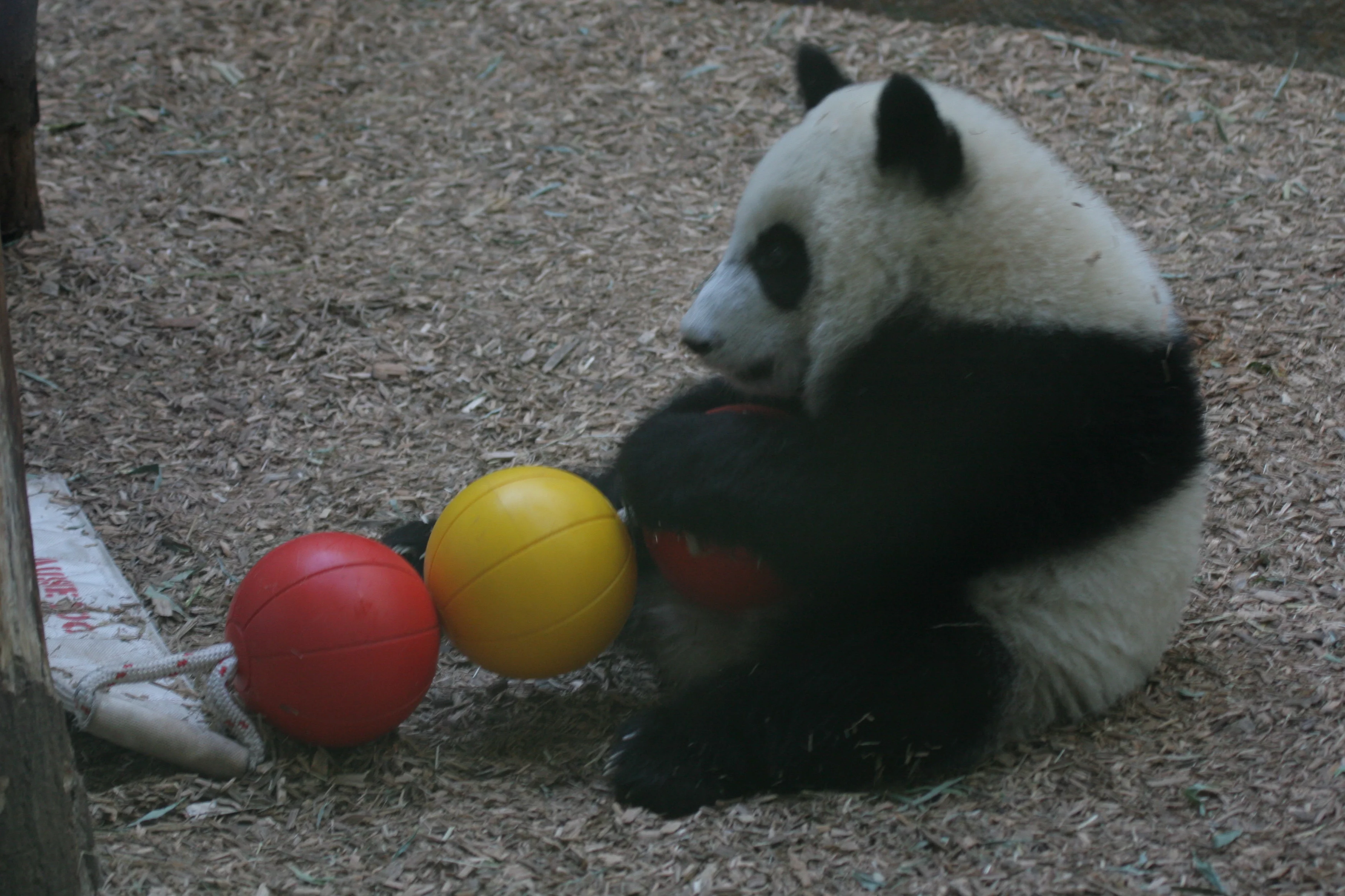 Zoo Atlanta