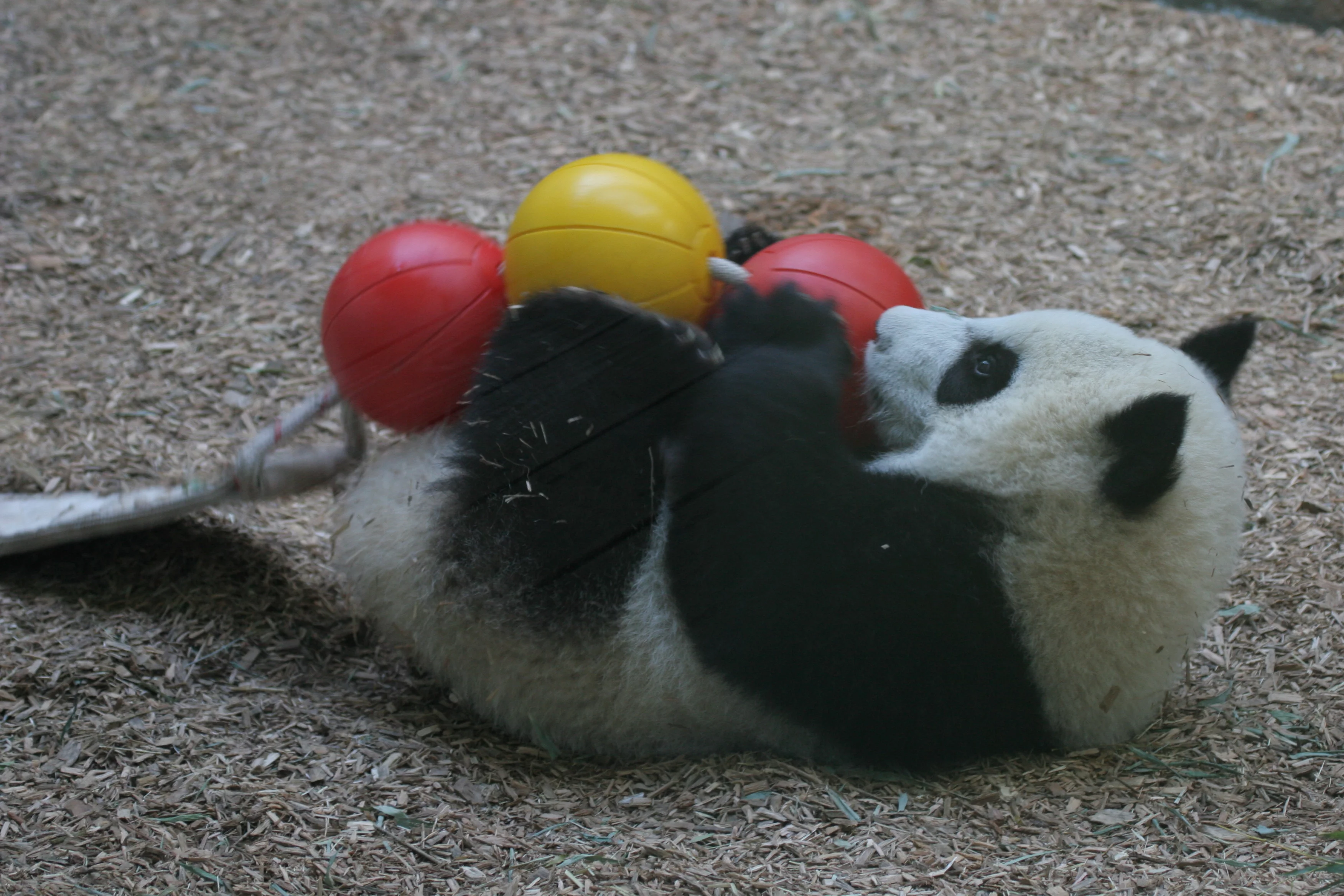 Zoo Atlanta