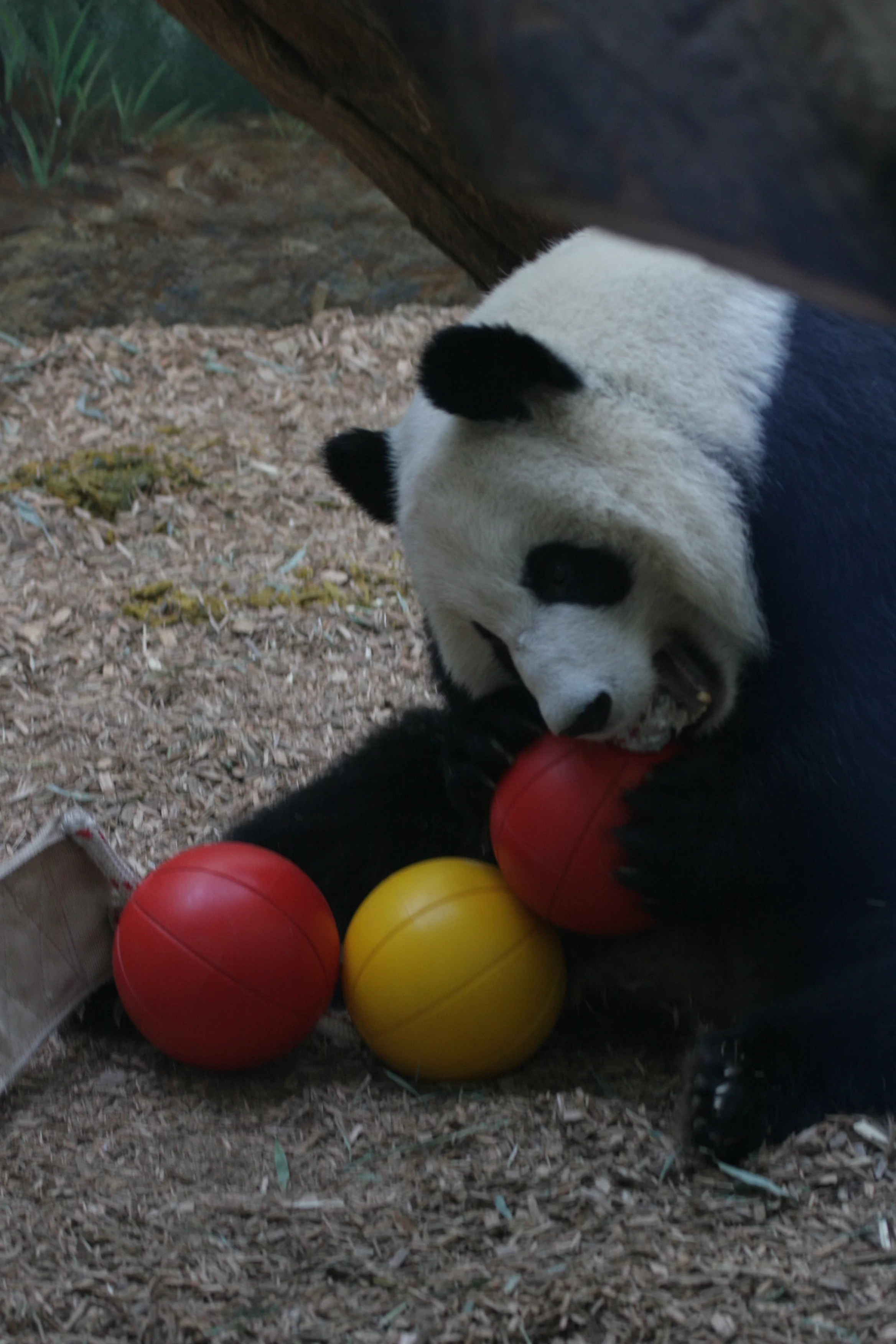 Zoo Atlanta