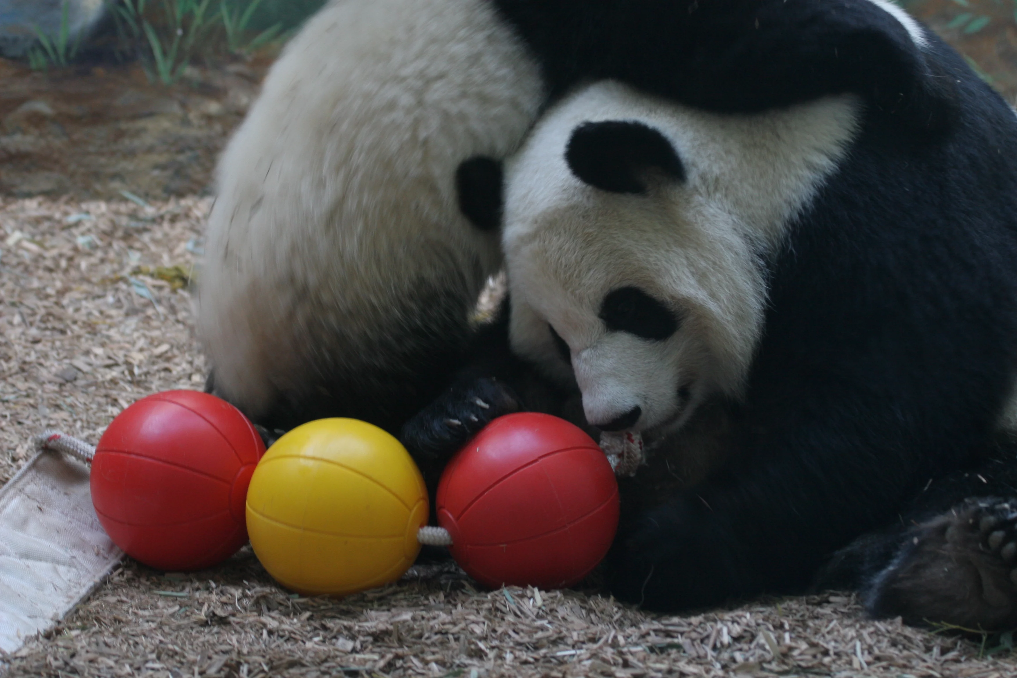 Zoo Atlanta