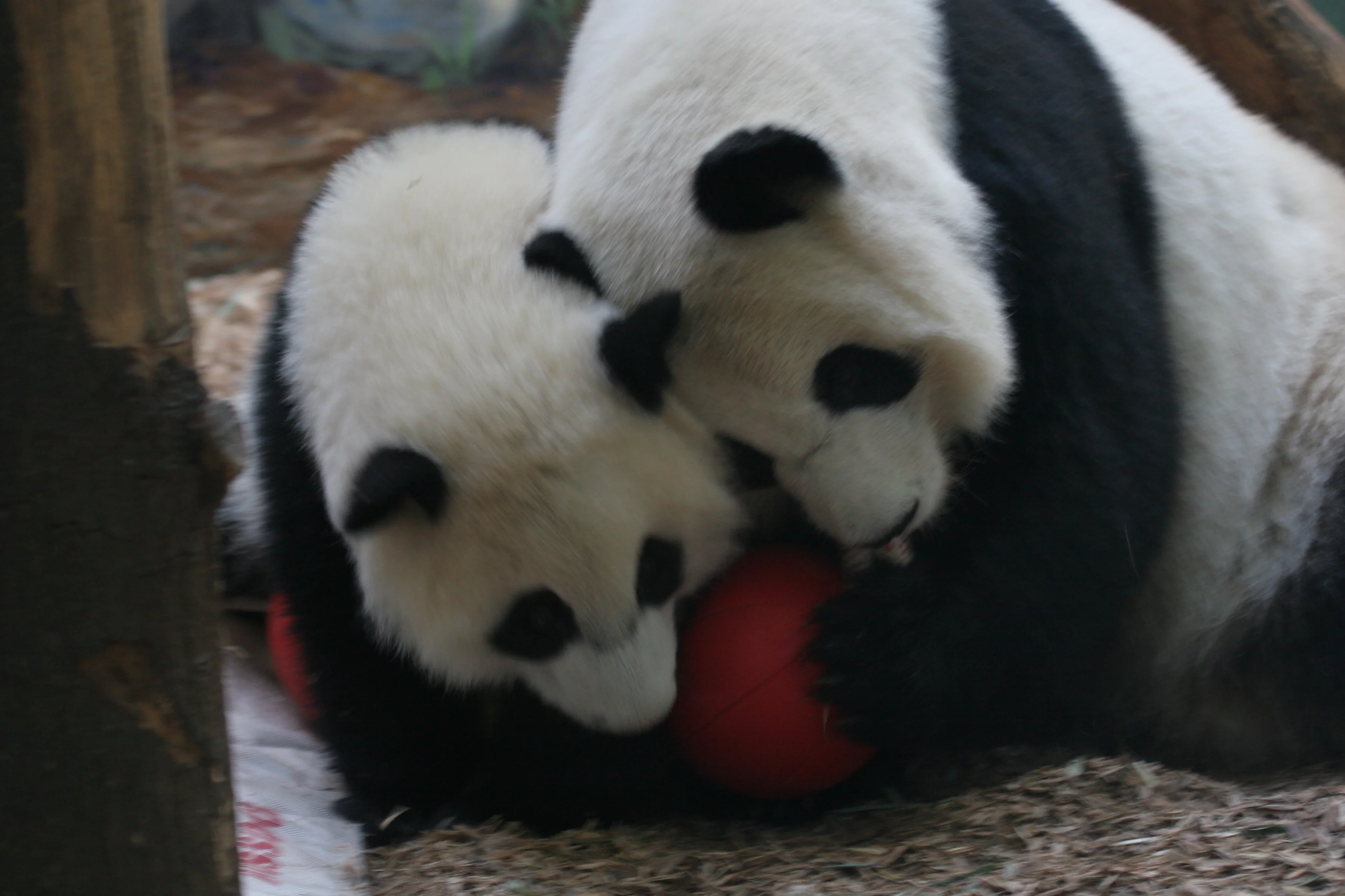 Zoo Atlanta